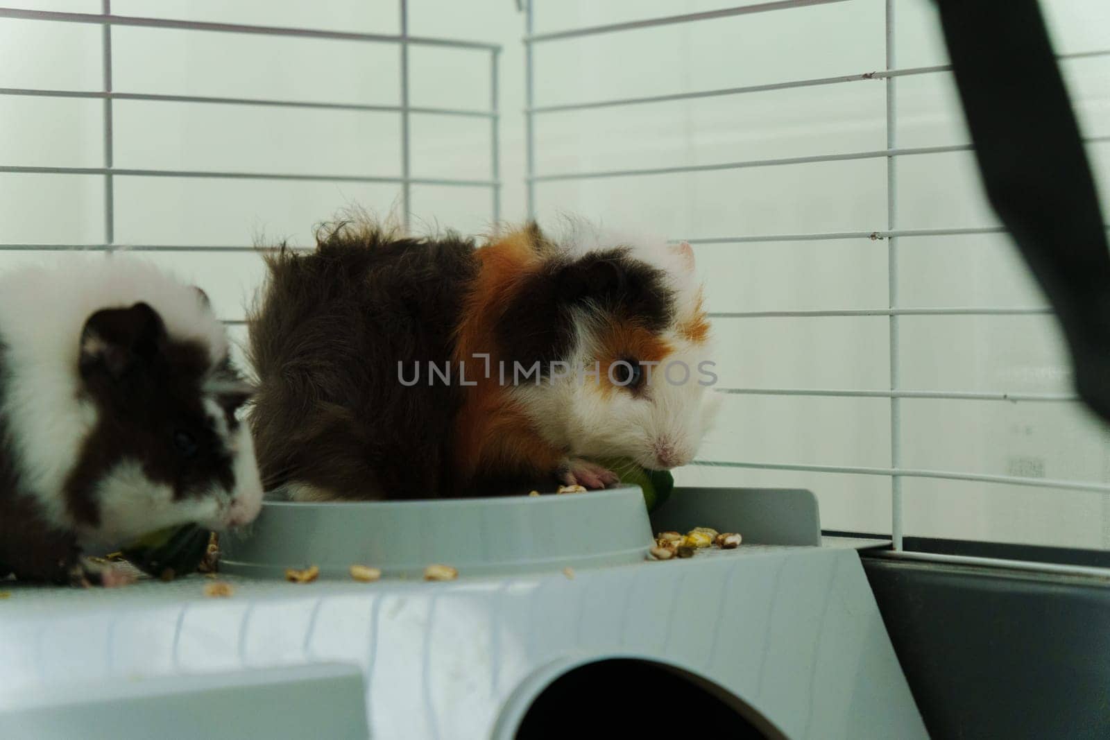 A playful guinea pig eagerly reaches for a slice of fresh cucumber during a delightful afternoon
