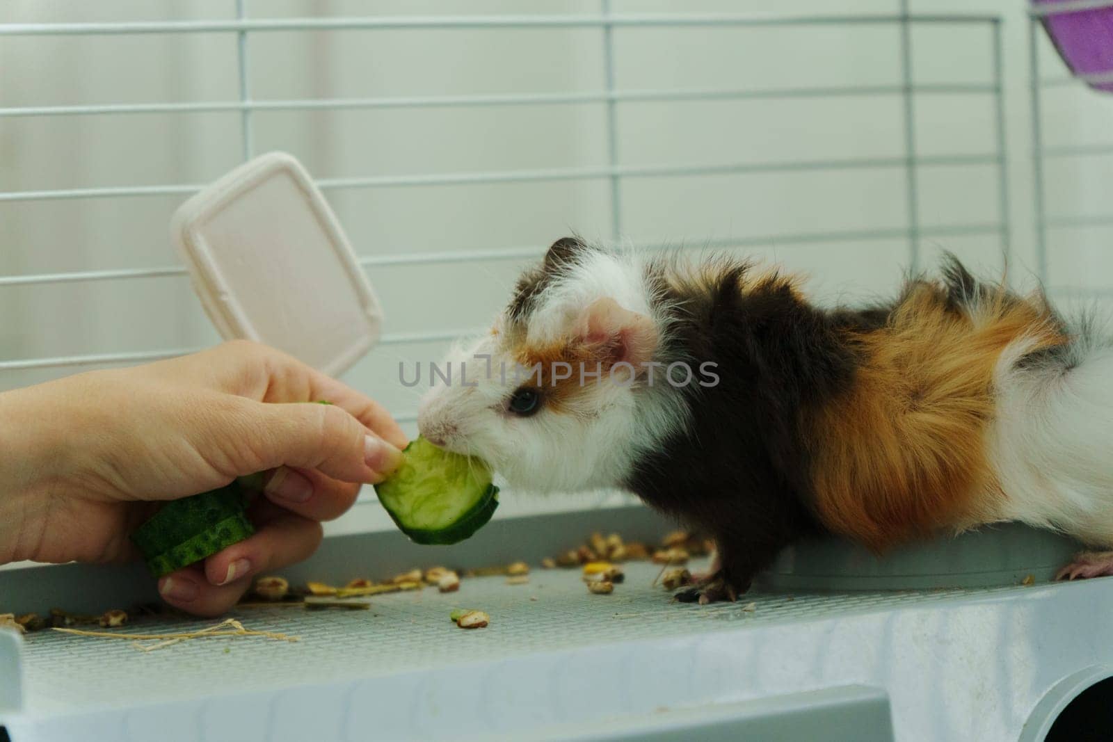 Gentle hand offers a crisp slice of cucumber, the inquisitive guinea pig emerges, savoring the refreshing treat with delight