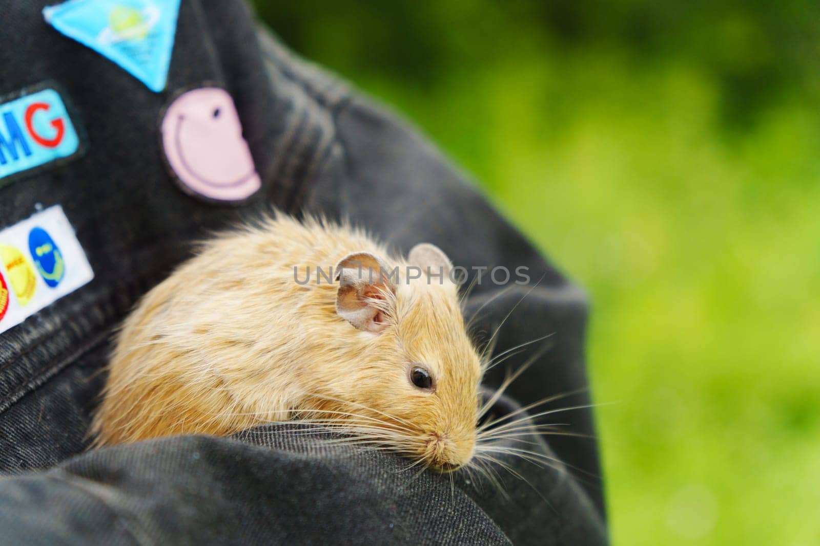 A playful squirrel enjoying cozy moments nestled in a warm hand during a sunny afternoon stroll in the backyard