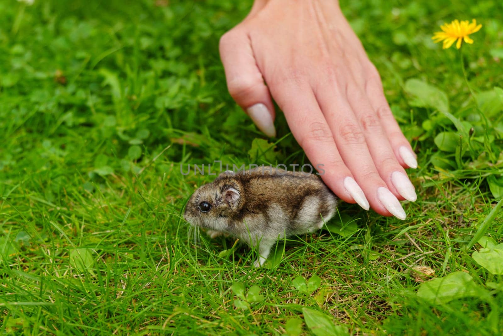 A curious small mammal explores a vibrant green meadow filled with wildflowers during a sunny afternoon in spring