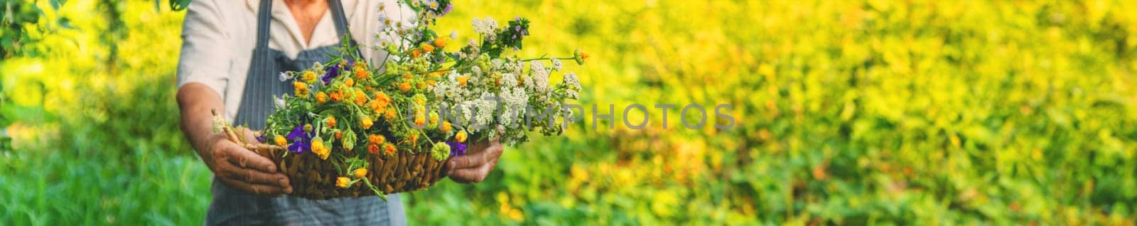 Woman with medicinal herbs in a meadow. Selective focus. nature.