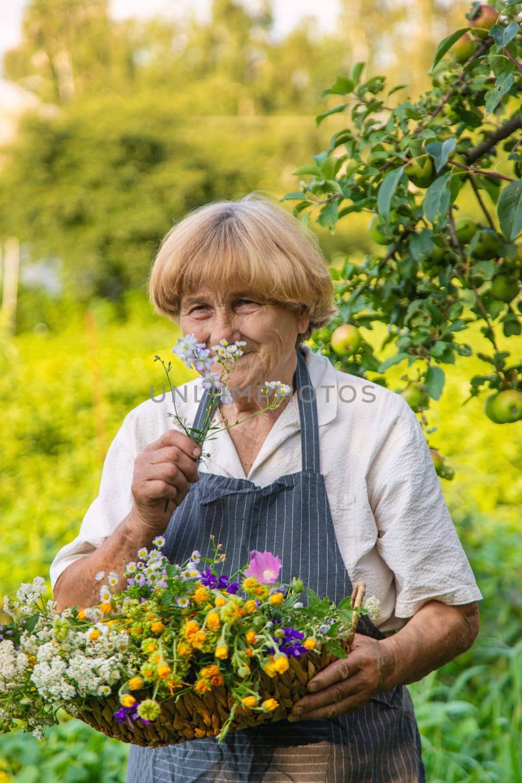 Woman with medicinal herbs in a meadow. Selective focus. nature.