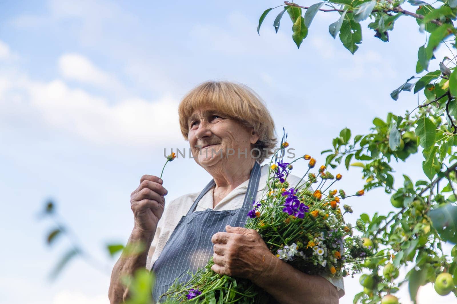 Woman with medicinal herbs in a meadow. Selective focus. nature.
