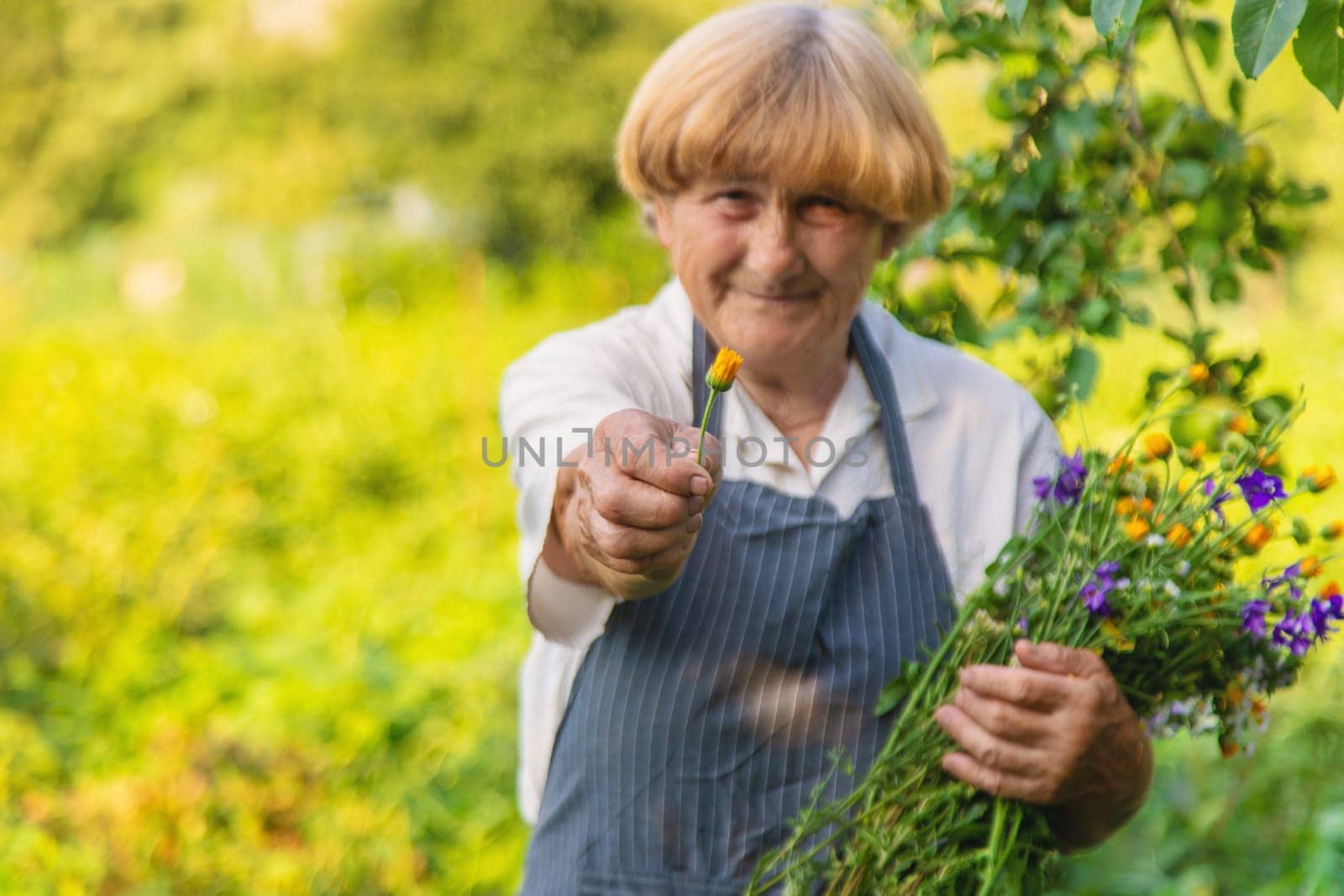 Woman with medicinal herbs in a meadow. Selective focus. nature.