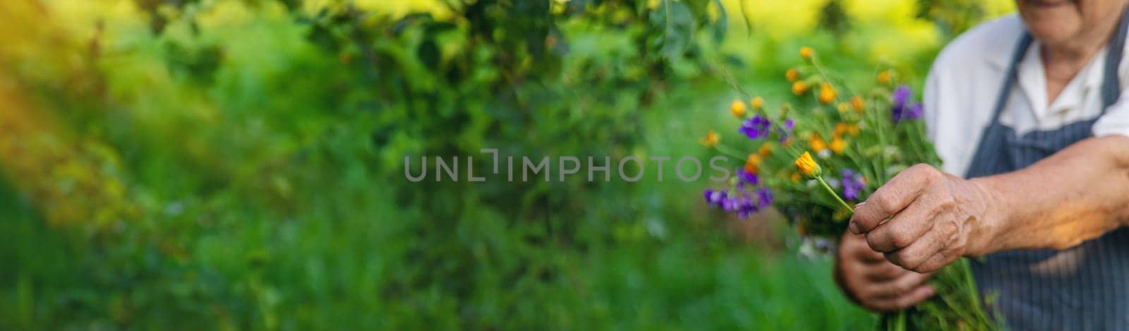 Woman with medicinal herbs in a meadow. Selective focus. nature.