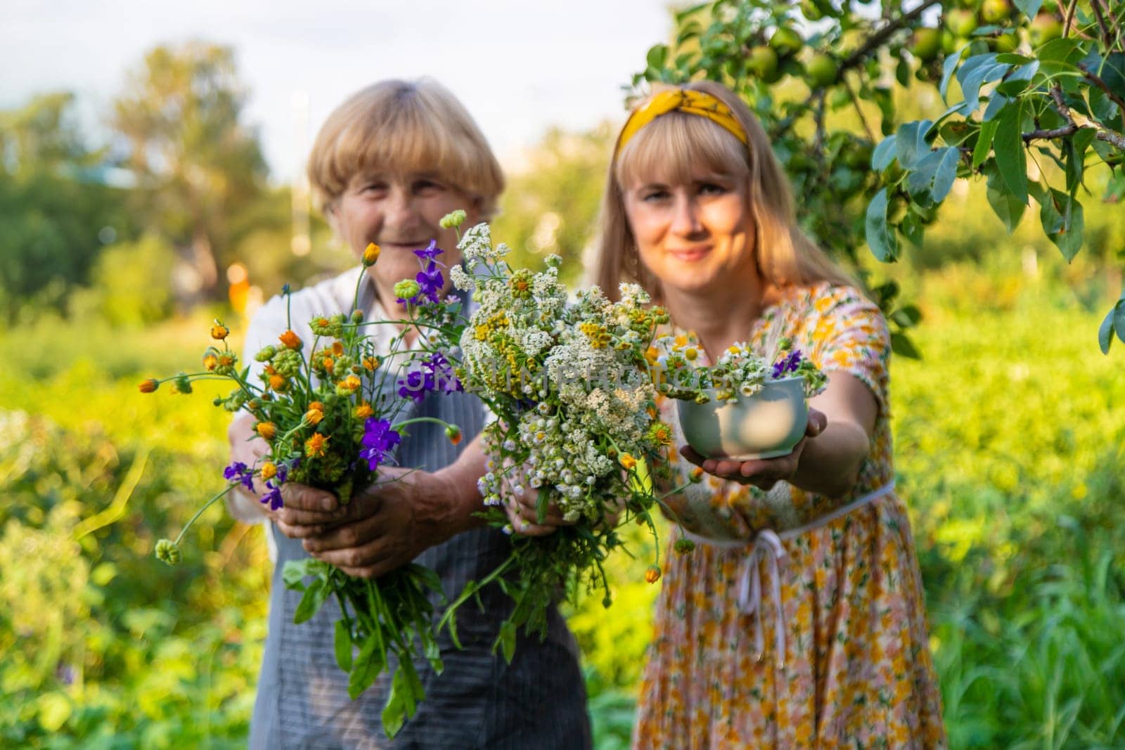 Woman with medicinal herbs in a meadow. Selective focus. nature.