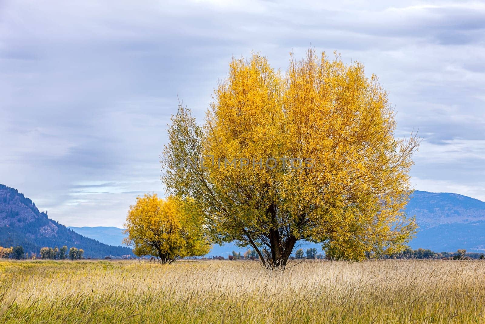 A tree in the foreground and one in the background in Autumn at the Kootenai Wildlife Refuge near Bonners Ferry, Idaho.