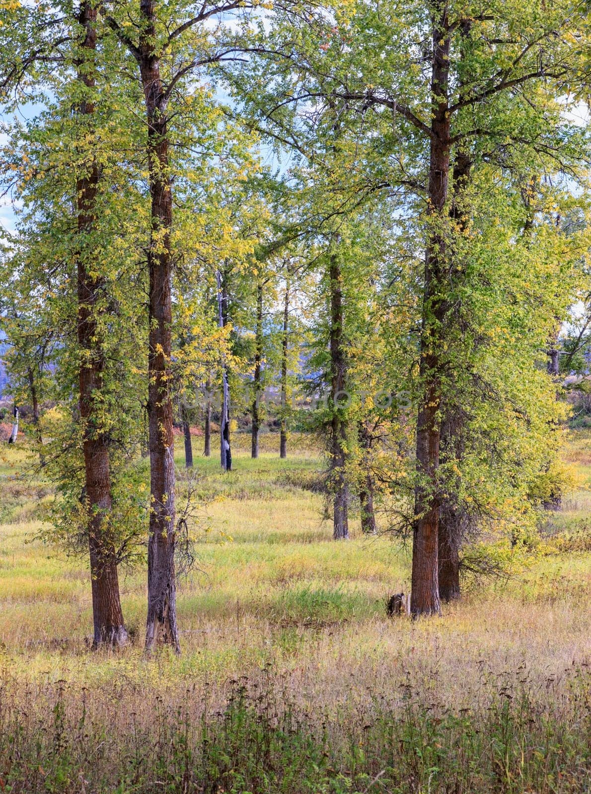 Tall trees in a well kept grassy field in north Idaho.