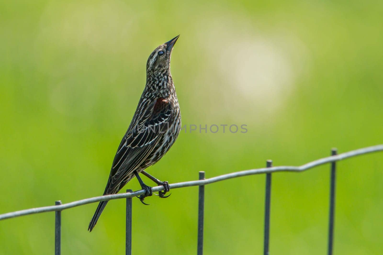 A female red winged blackbird (agelaius phoeniceus) is perched on a fence by Hauser Lake, Idaho.