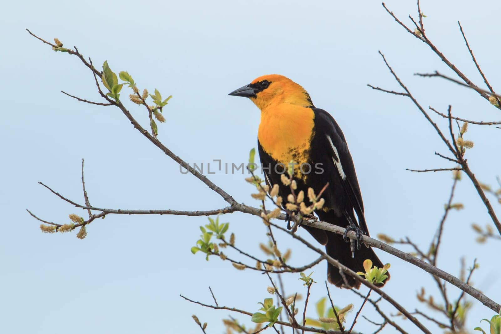 A male yellow headed blackbird (xanthocephalus) is perched on a branch in Hauser, Idaho.
