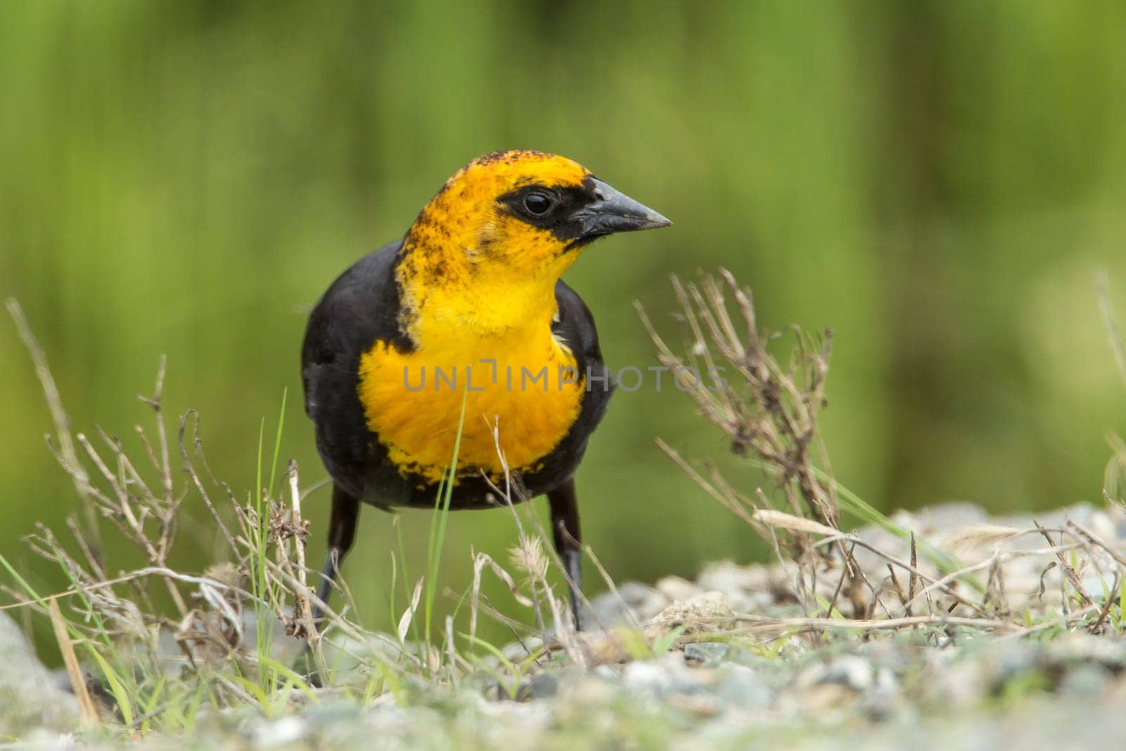 A male yellow headed blackbird (xanthocephalus) is on the ground in Hauser, Idaho.