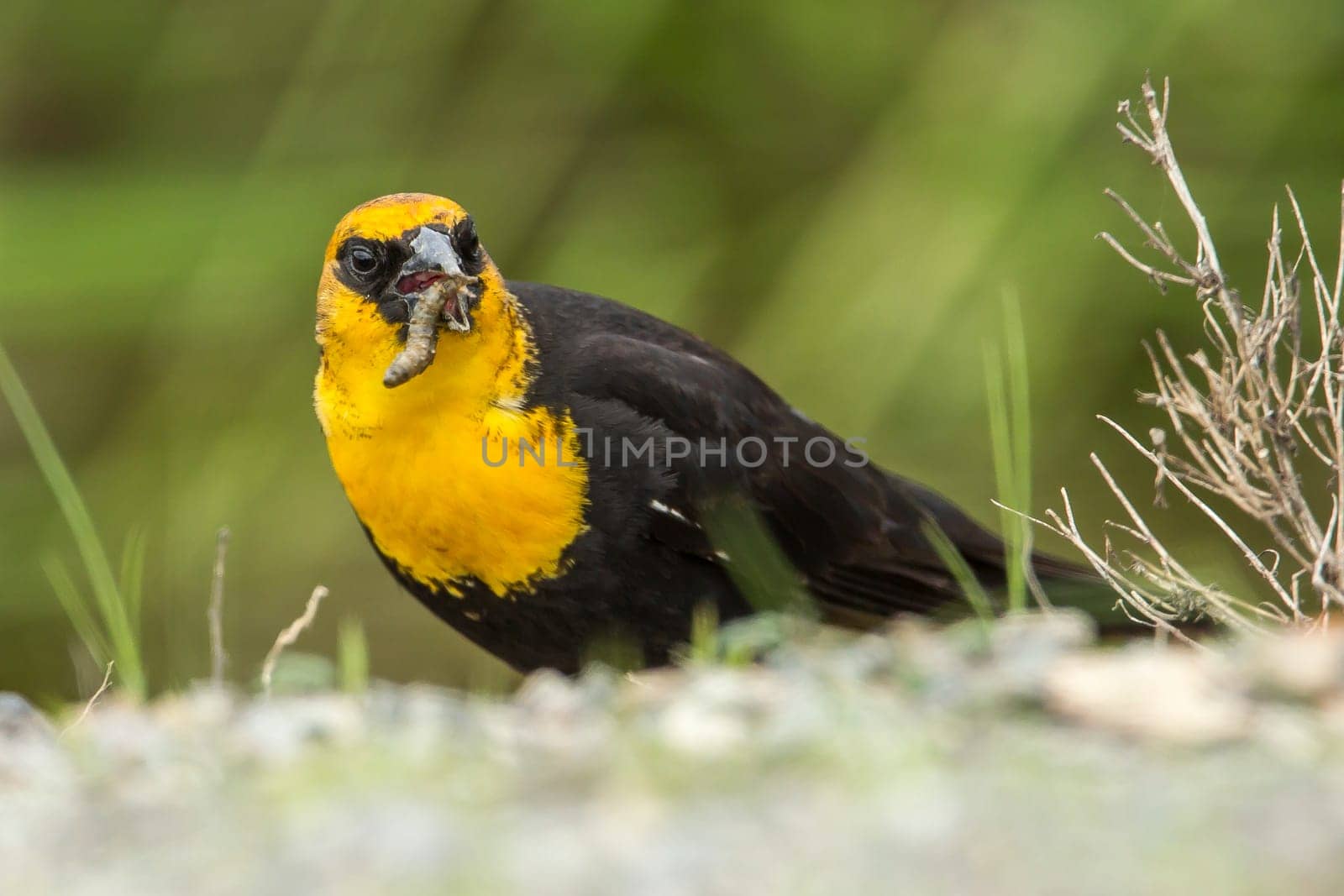 A male yellow headed blackbird (xanthocephalus) has a worm or grub in its beak in Hauser, Idaho.