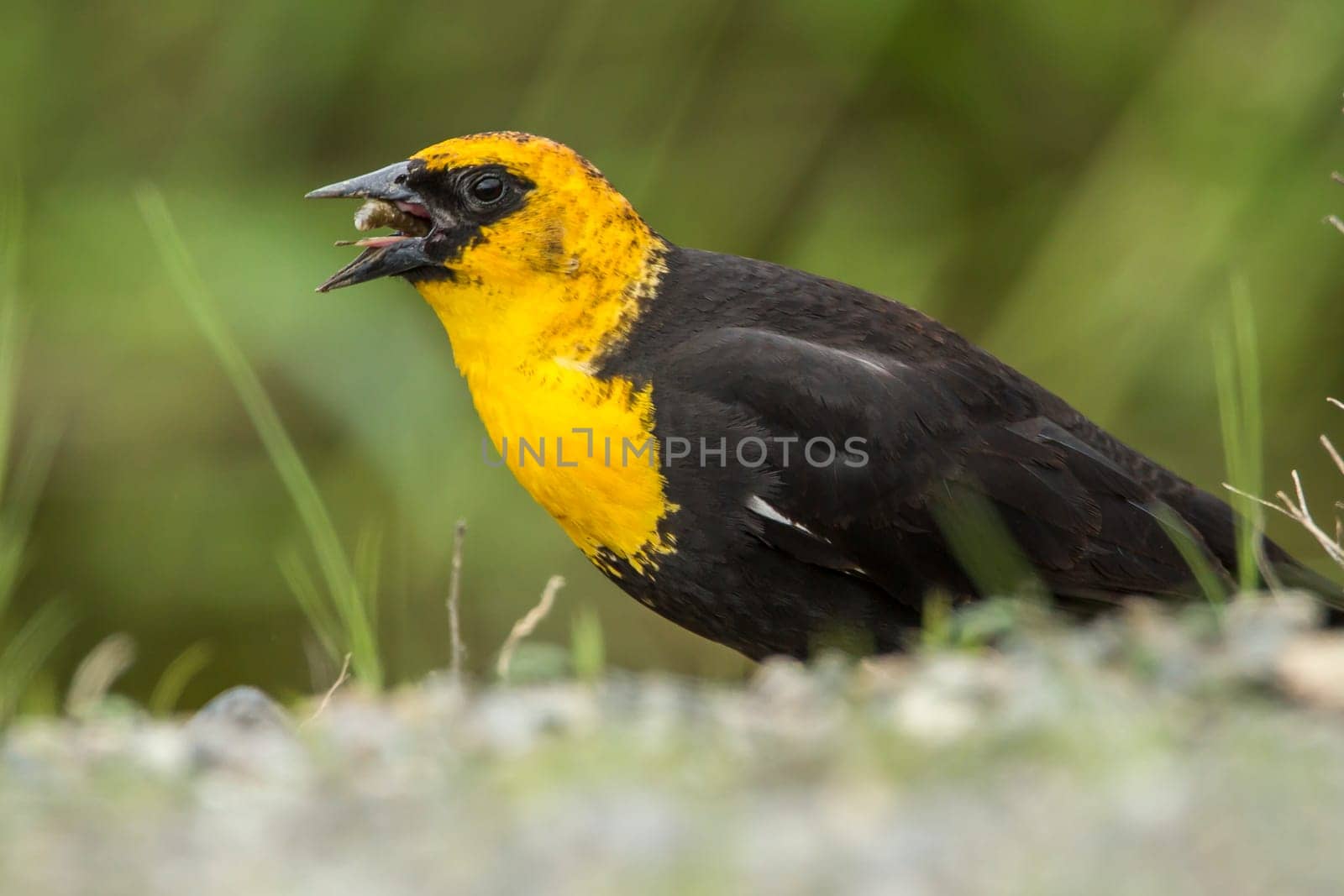 A male yellow headed blackbird (xanthocephalus) has a worm or grub in its beak in Hauser, Idaho.
