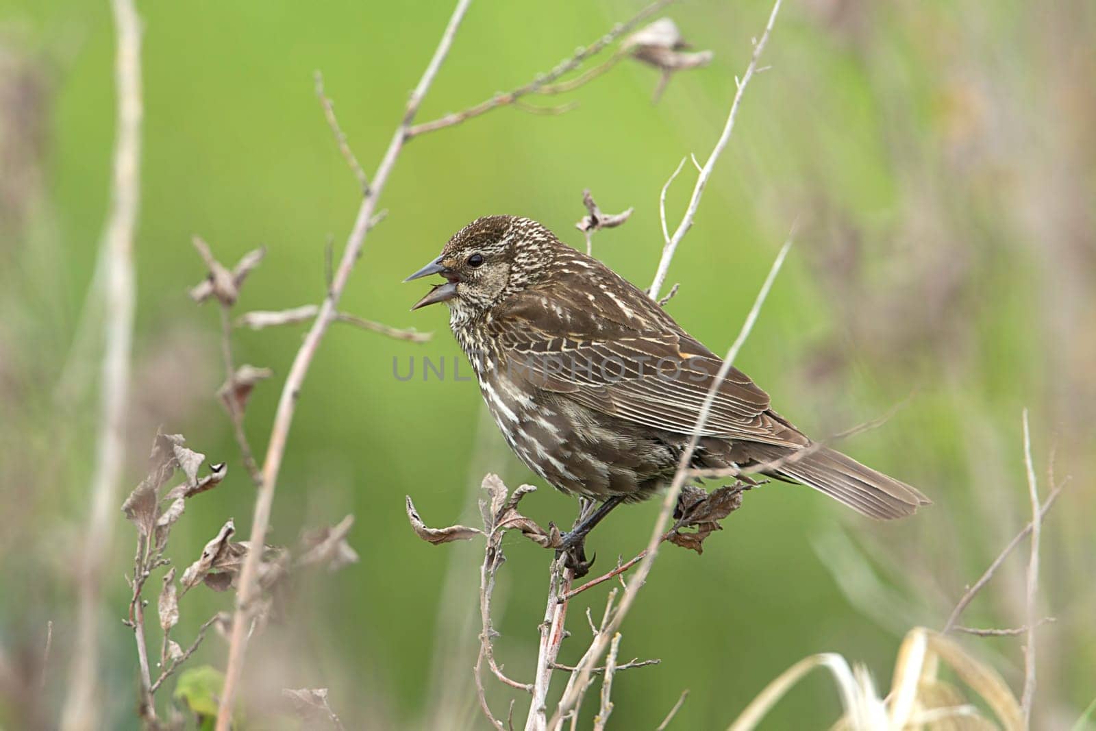 Song sparrow (melospiza melodia) perched on a twig by Hauser Lake, Idaho.