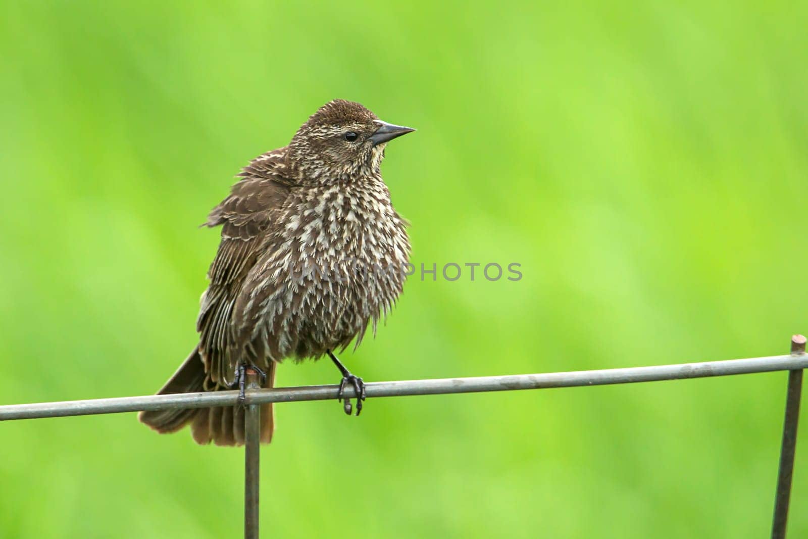 Song sparrow (melospiza melodia) perched on a wire fence by Hauser Lake, Idaho.