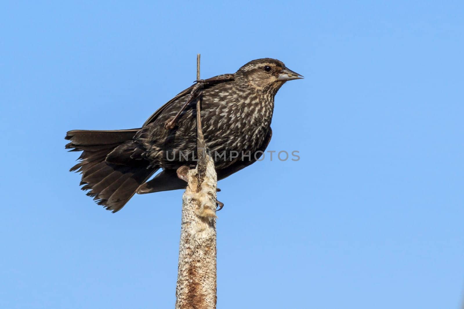 A female red-winged blackbird (agelaius phoeniceus) on a cattail in north Idaho.