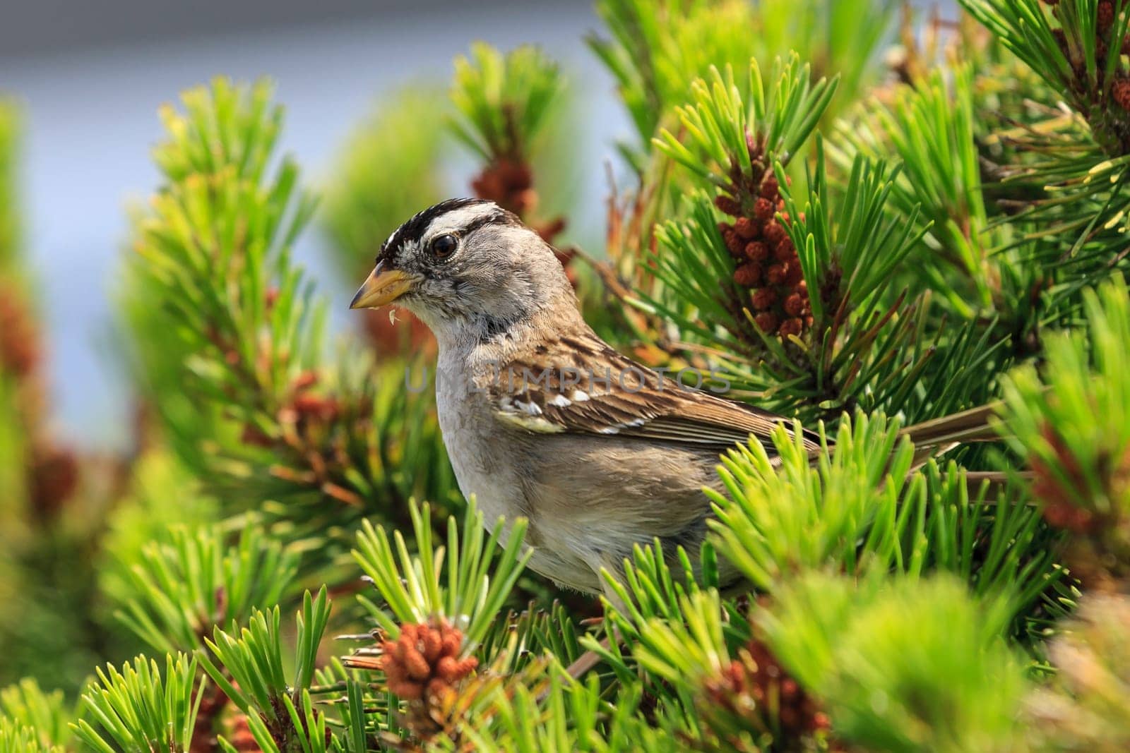 A white crowned sparrow, zonotrichia leucophrys, is perched on a plant in Seaside, Oregon.