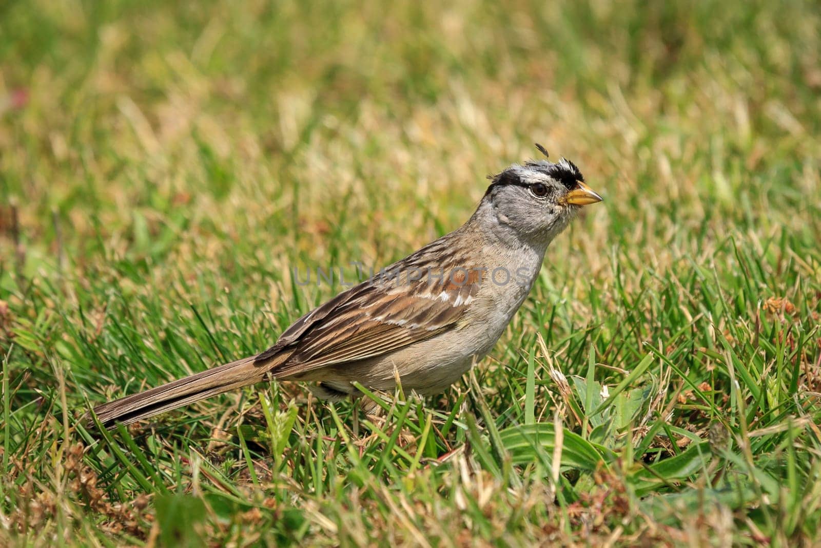 A white crowned sparrow, zonotrichia leucophrys, is walking on the ground in Seaside, Oregon.