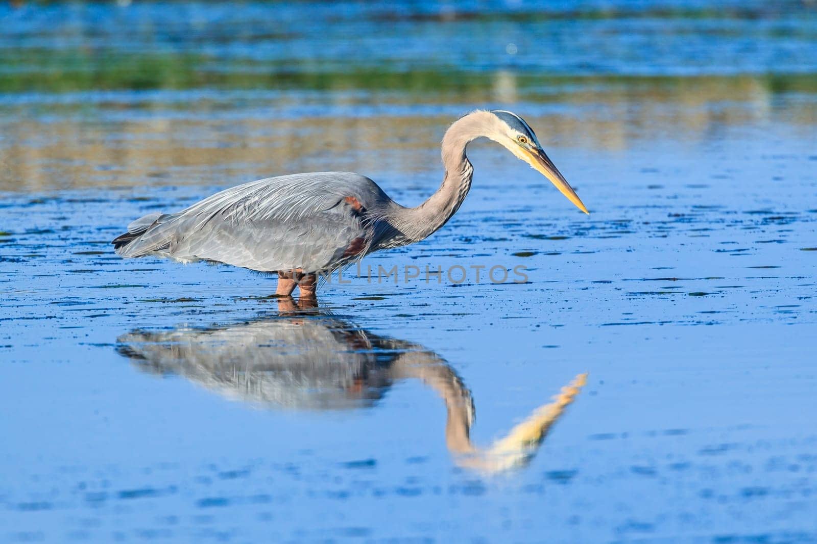 Great blue heron, ardea herodias, stands still wating to catch fish in Garibaldi, Oregon.