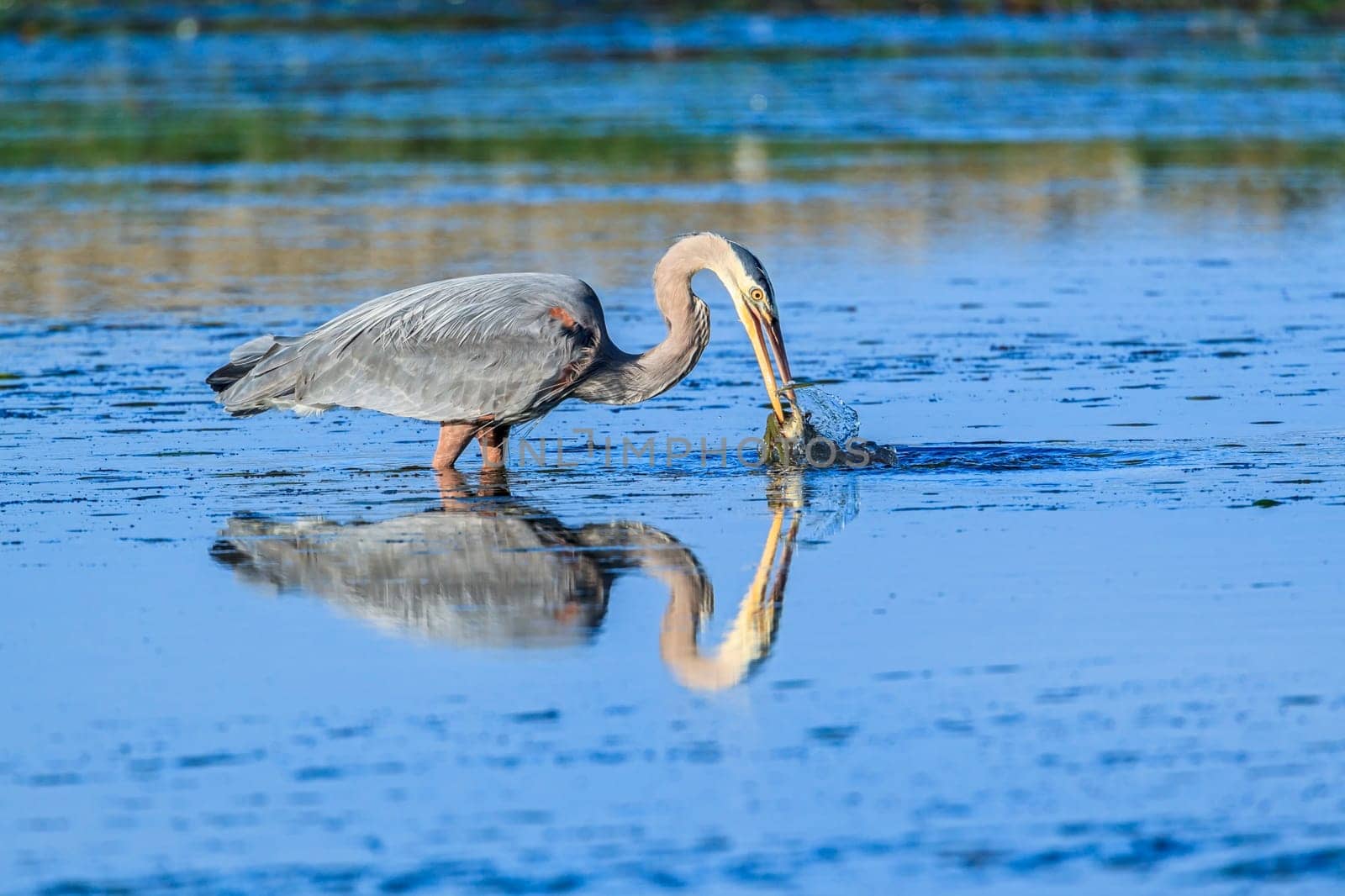 A great blue heron, ardea herodias, catches a fishin Garibaldi Bay in northwest Oregon.