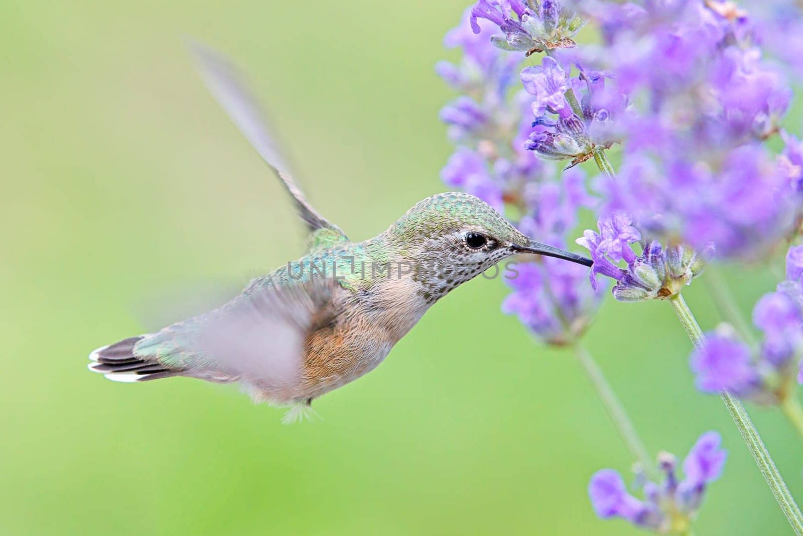 A female calliope hummingbird, selasphorus calliope, drinks the nectar from a lavendar flower.