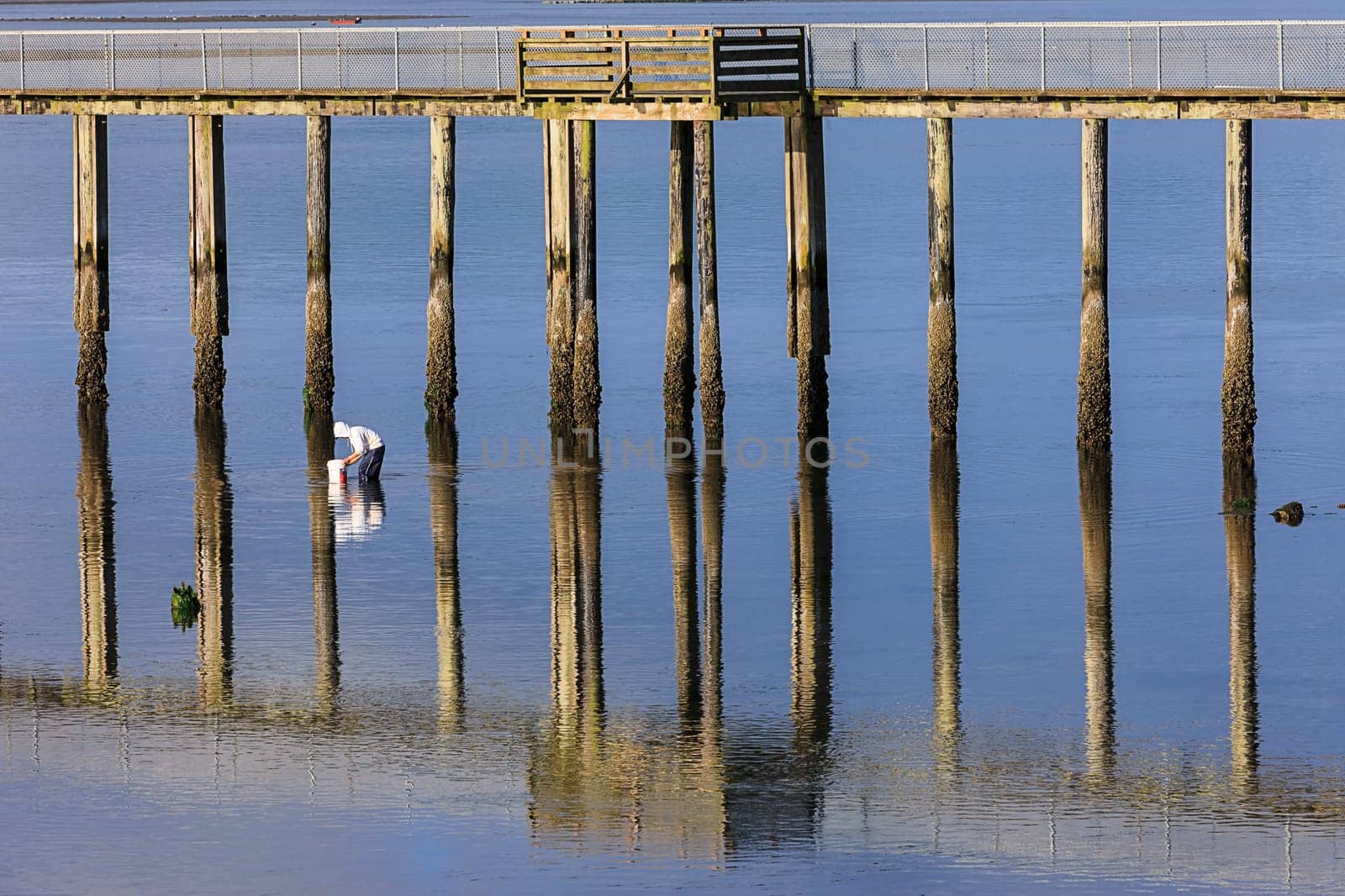 A man is clam digging in Tillamook bay in Garibaldi, Oregon.