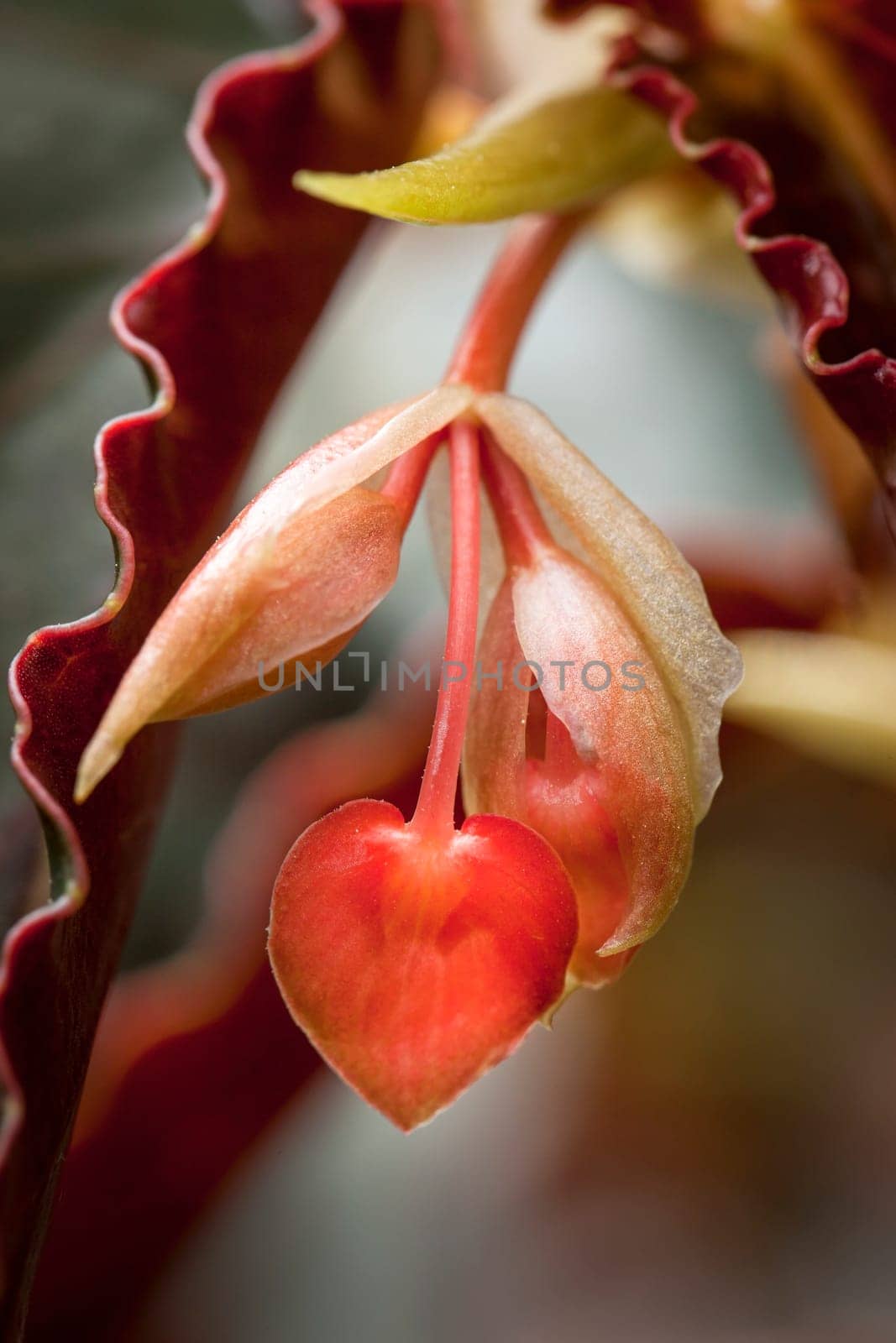 Close up of the cane stemmed begonia, bambusiforme begonia, inside the arboretum at Manito Park in Spokane, Washington.