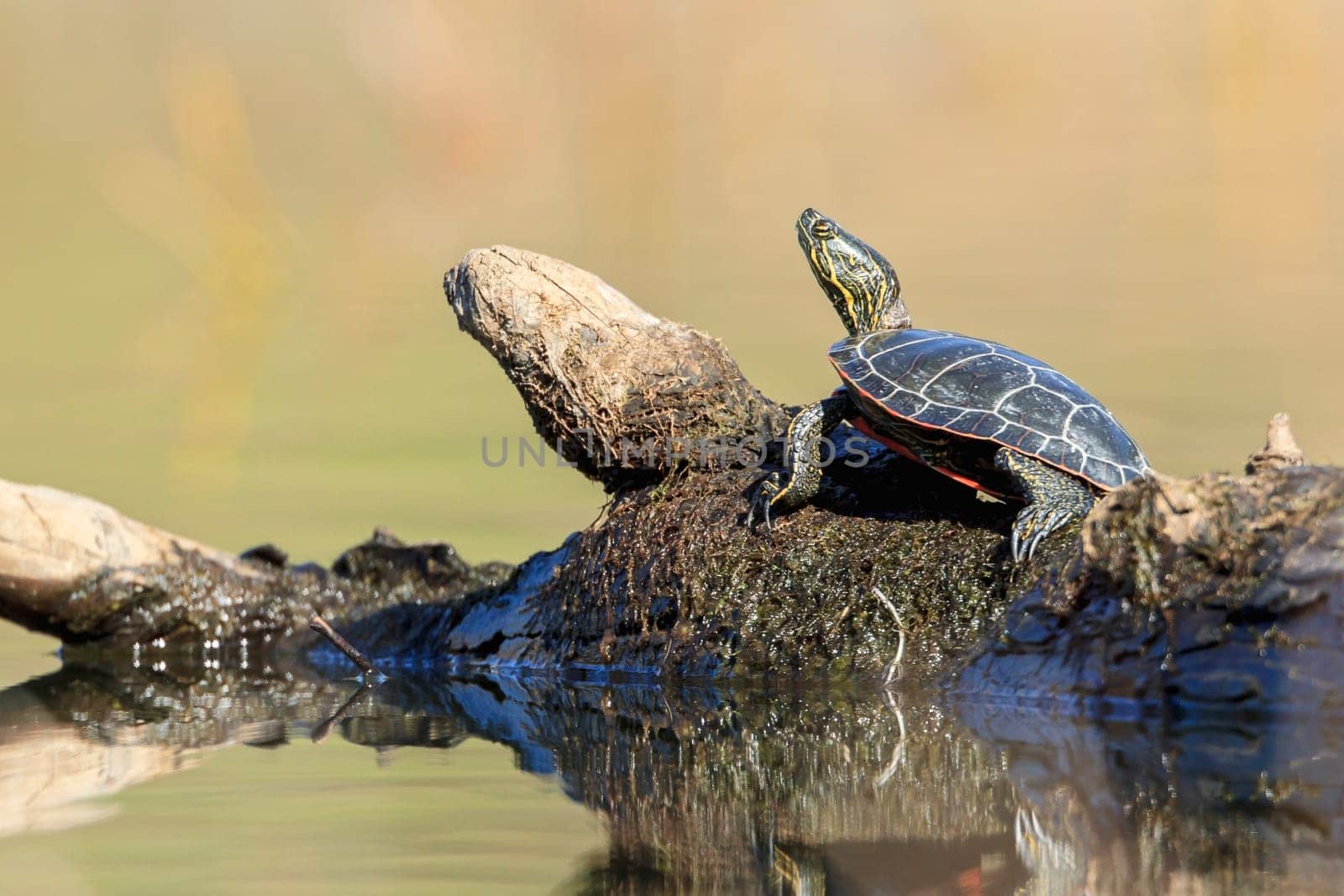 An America Painted turtle (chrysemys picta) basks in the sun on a log on Fernan Lake in Idaho.
