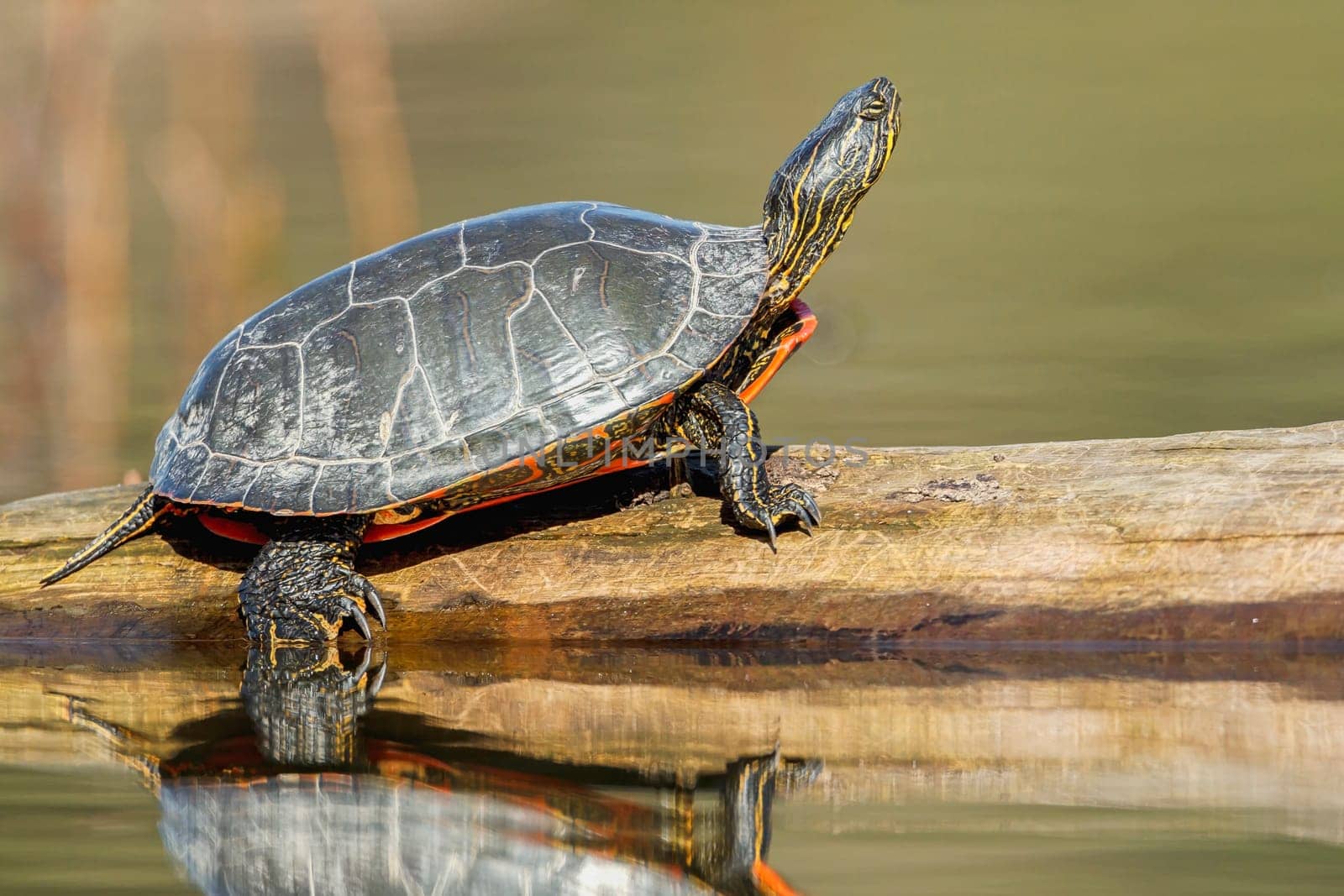 An America Painted turtle (chrysemys picta) basks in the sun on a log on Fernan Lake in Idaho.