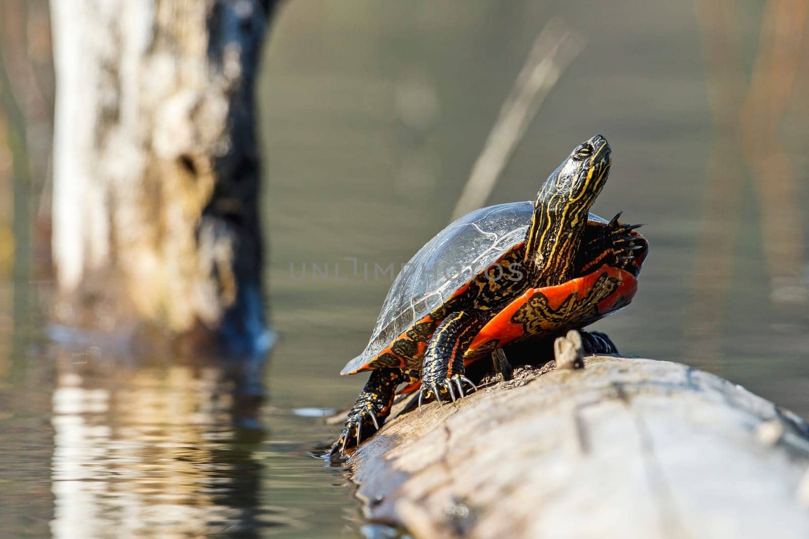 An America Painted turtle (chrysemys picta) basks in the sun on a log on Fernan Lake in Idaho.