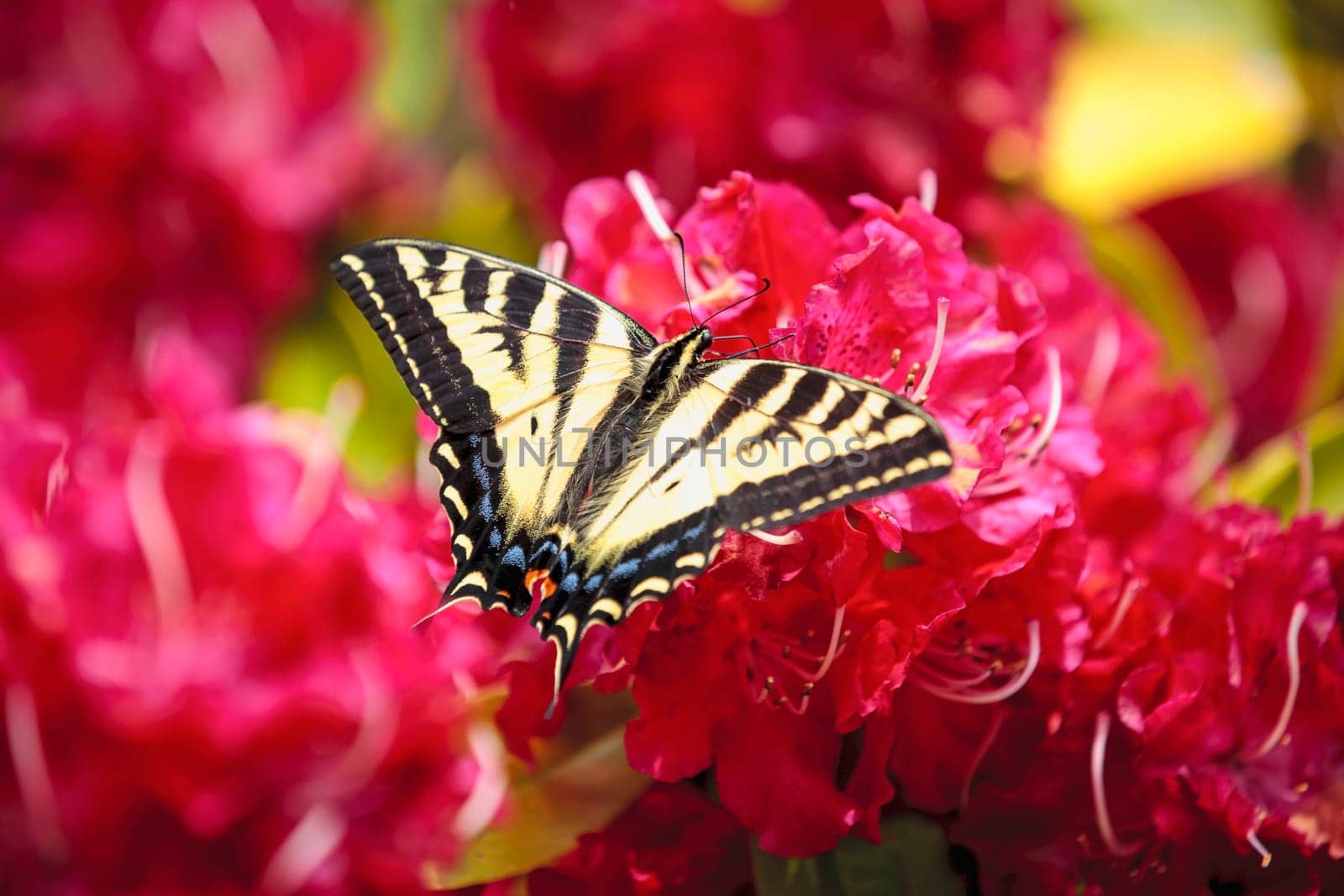 A two tailed butterfly, papilio multicaudata, on bright pink rhododendrons in Seaside, Oregon.