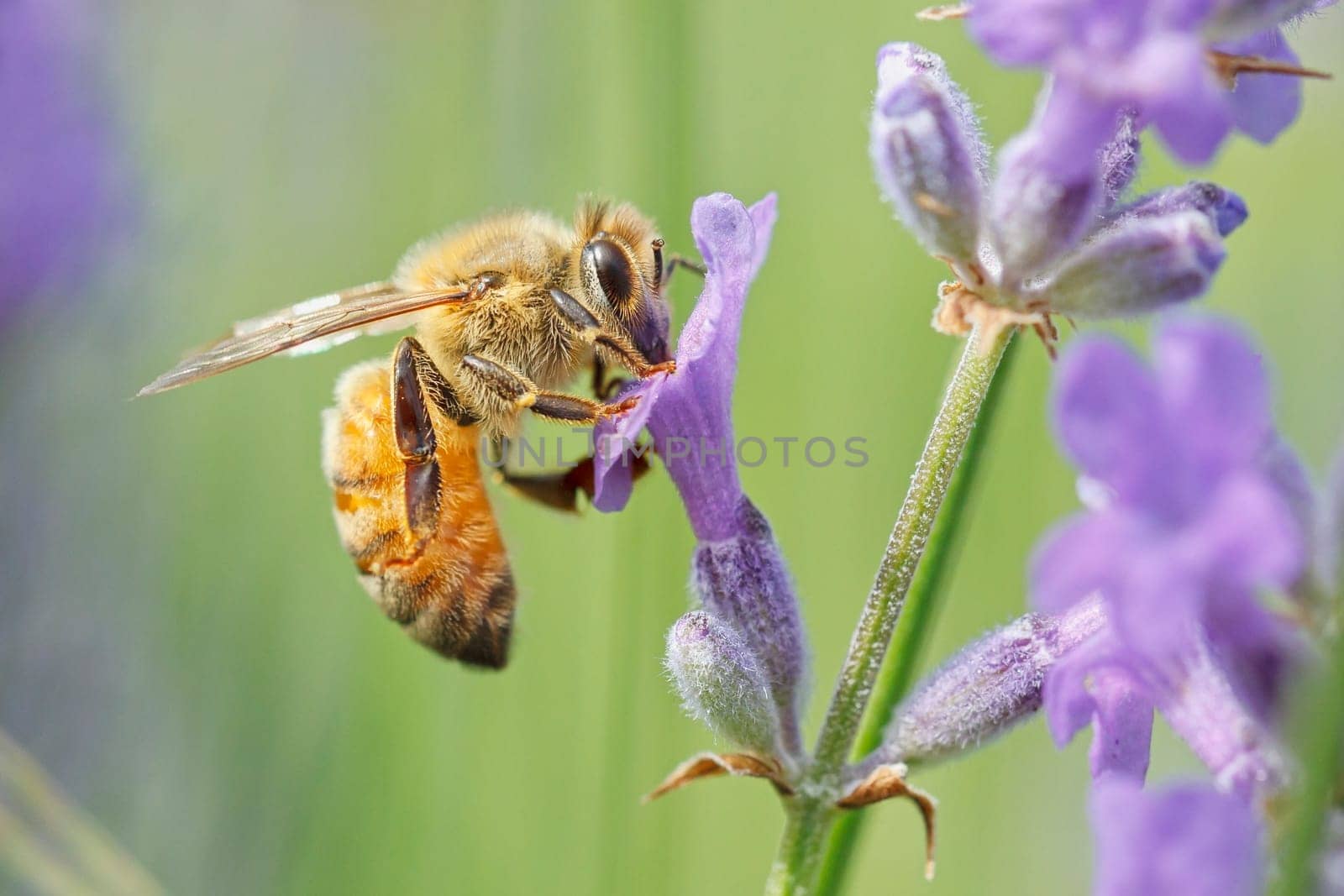 A close up of a honey bee, Apis, on a lavendar plant, Lavandula spica.