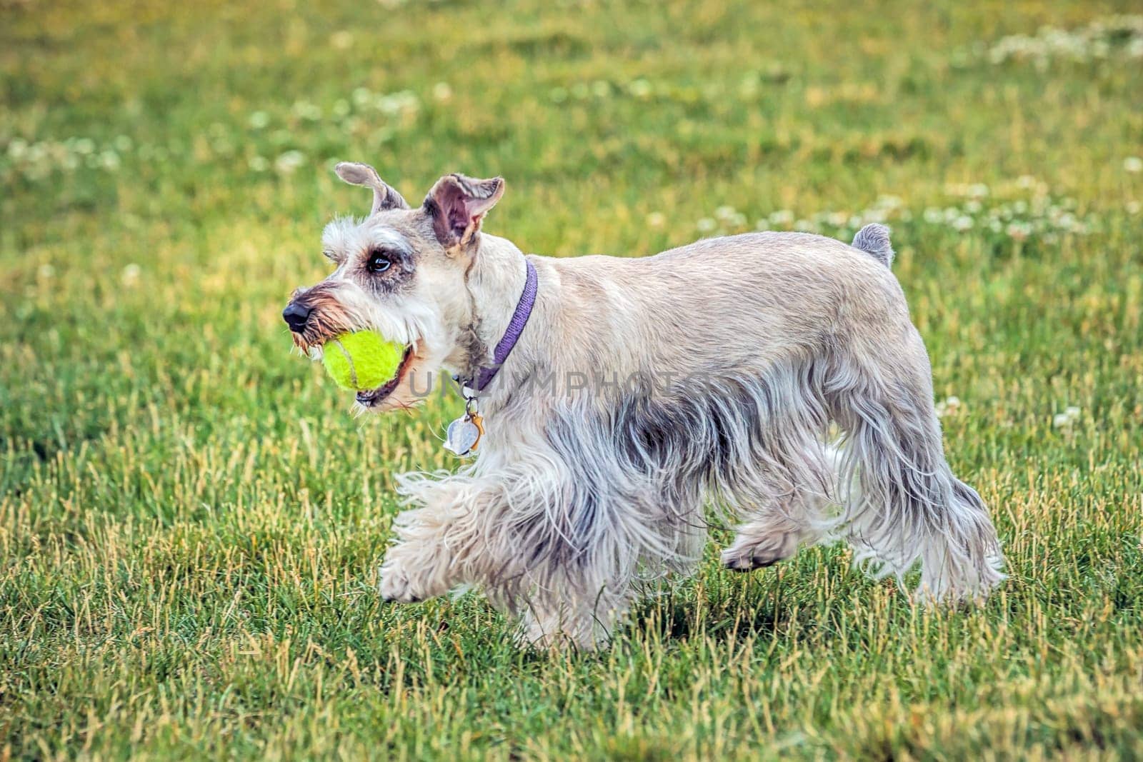 A miniature schnauzer plays with a ball in a park in north Idaho.