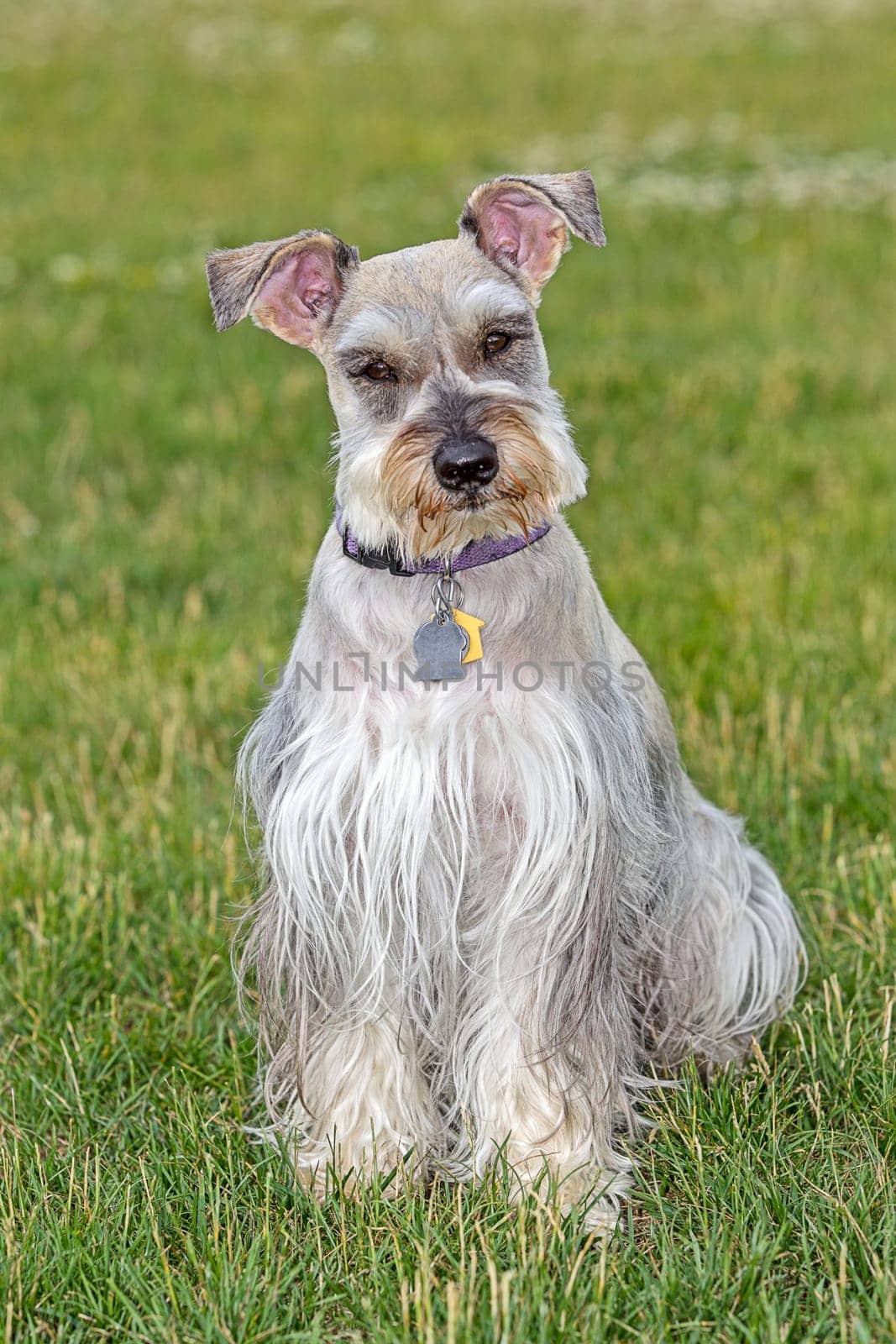 A portrait of a miniature schnauzer in a park in north Idaho.