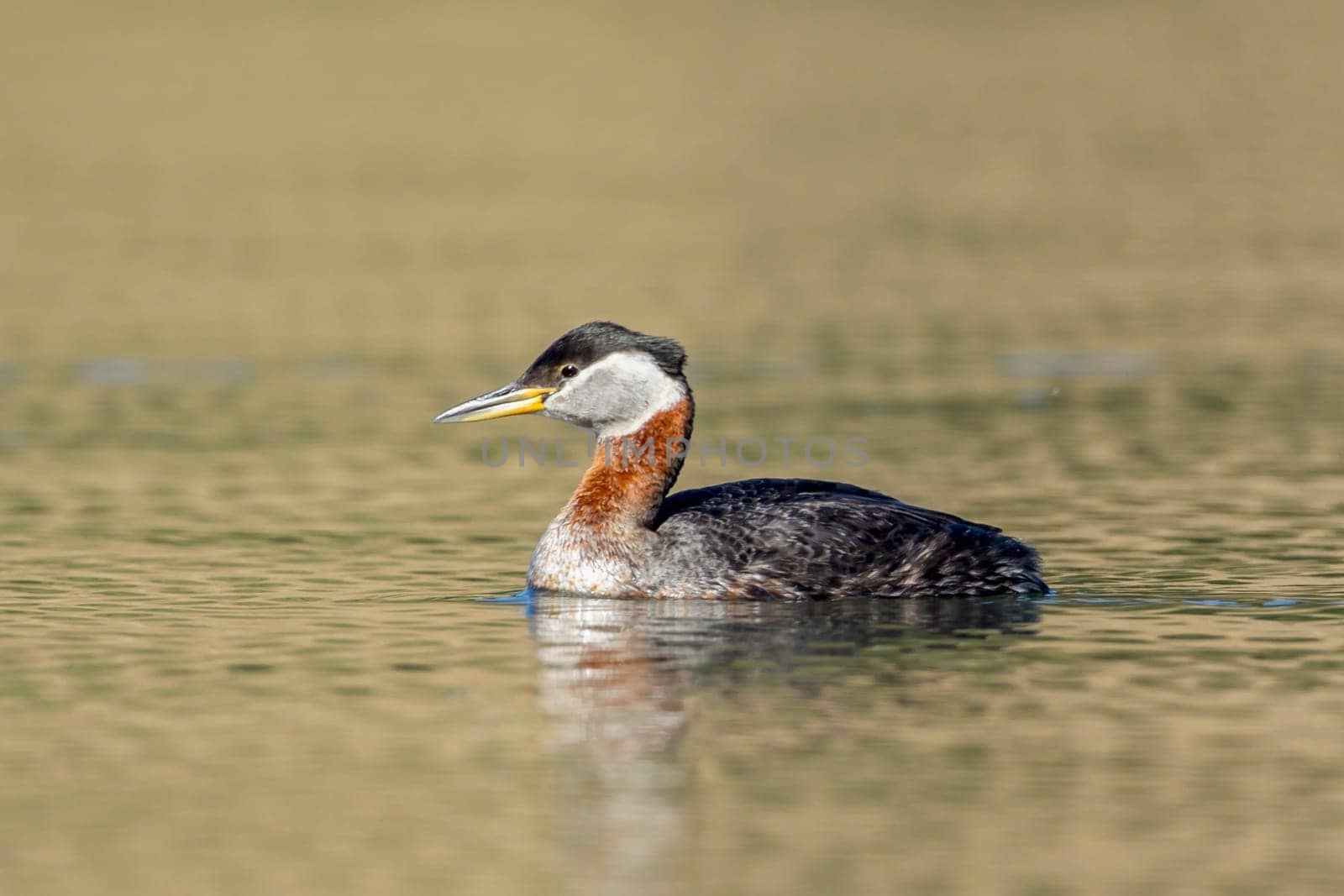 A red-necked grebe (podiceps grisegena} swims on open water on Fernan Lake in Idaho.