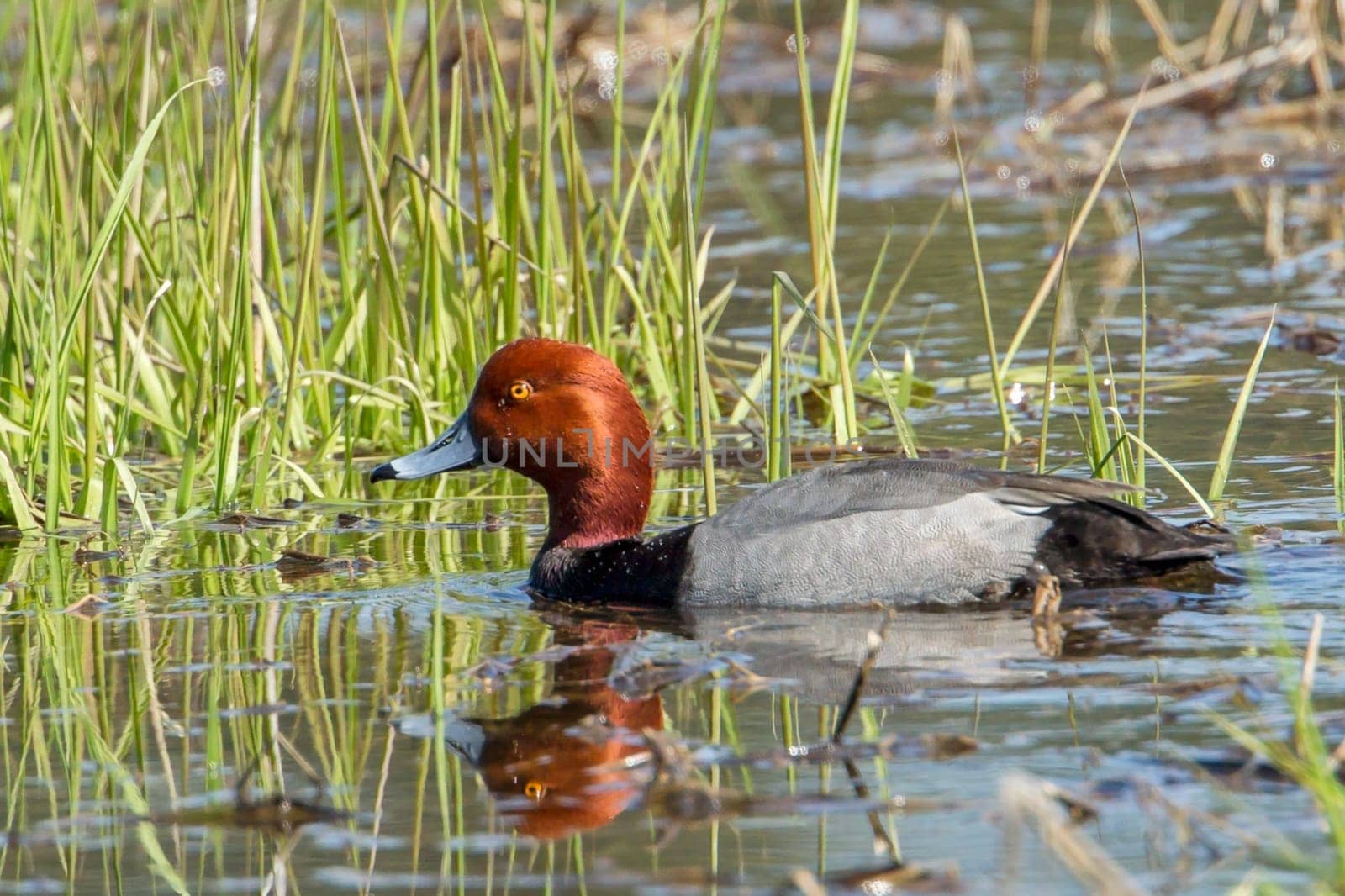 Red head duck (Aythya americana) in wetlands area by Hauser Lake, Idaho.