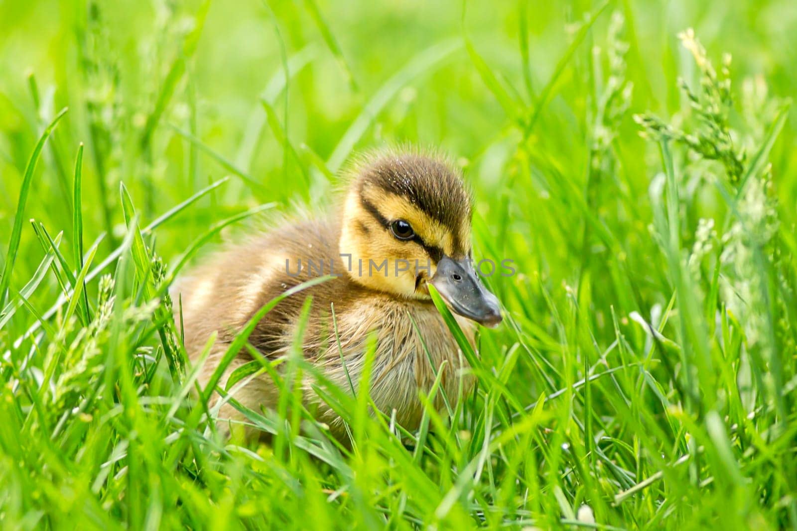 Mallard duckling, anas platyrhynchos, walking in grass at Manito Park in Spokane, Washington.