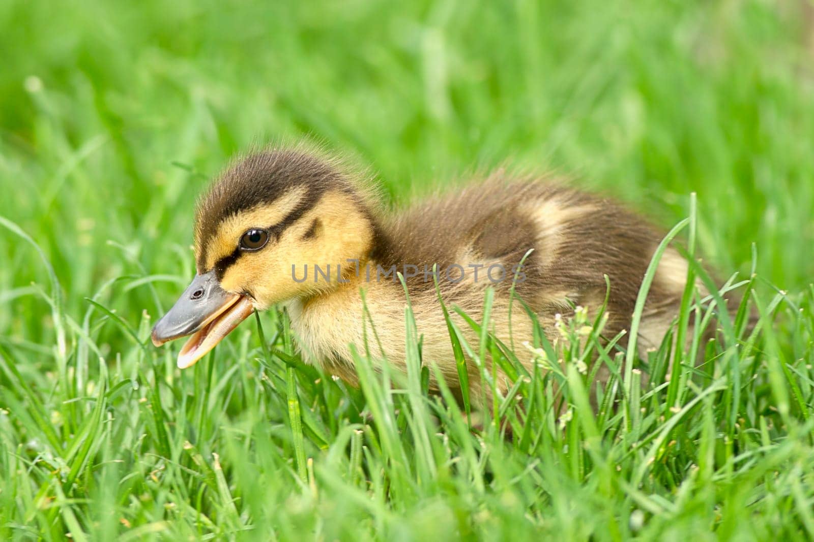 Mallard duckling, anas platyrhynchos, walking in grass at Manito Park in Spokane, Washington.