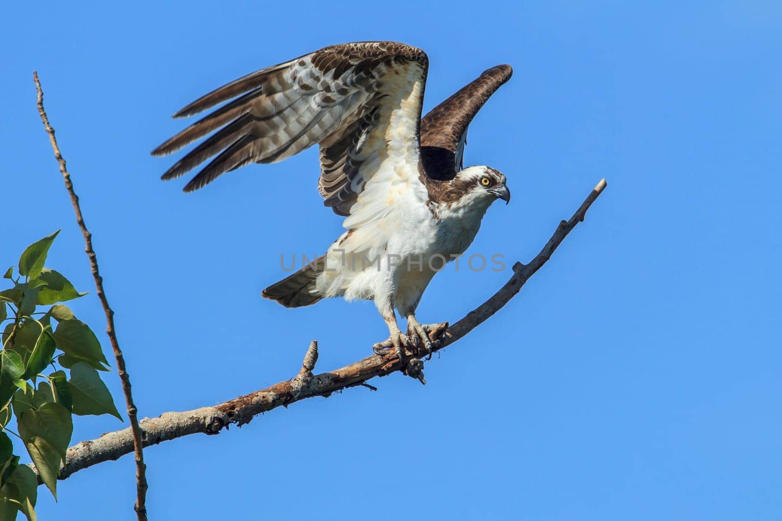 Osprey, pandion haliaetus, flies from a branch near Medimont, Idaho.