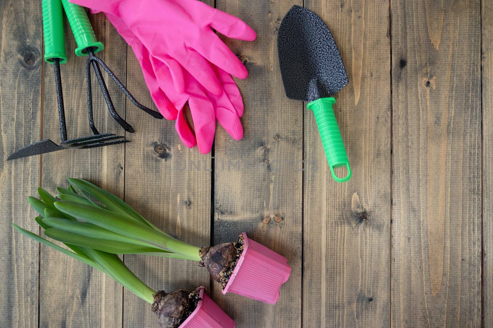 flat lay with seedlings, rubber gloves, gardening tools on woods background. shovel, rake, hoe