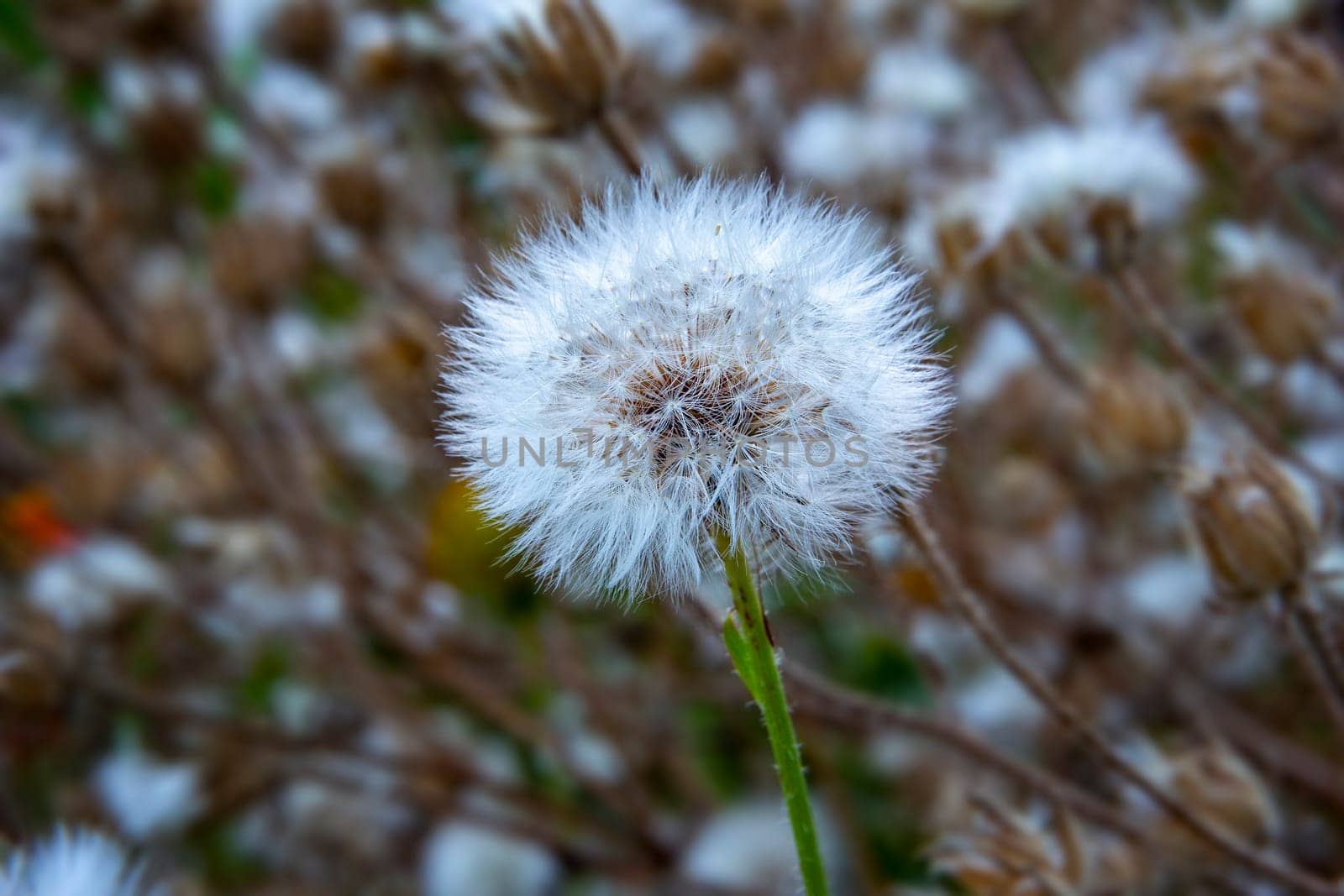 Beautiful dandelion head close up. Selective focus