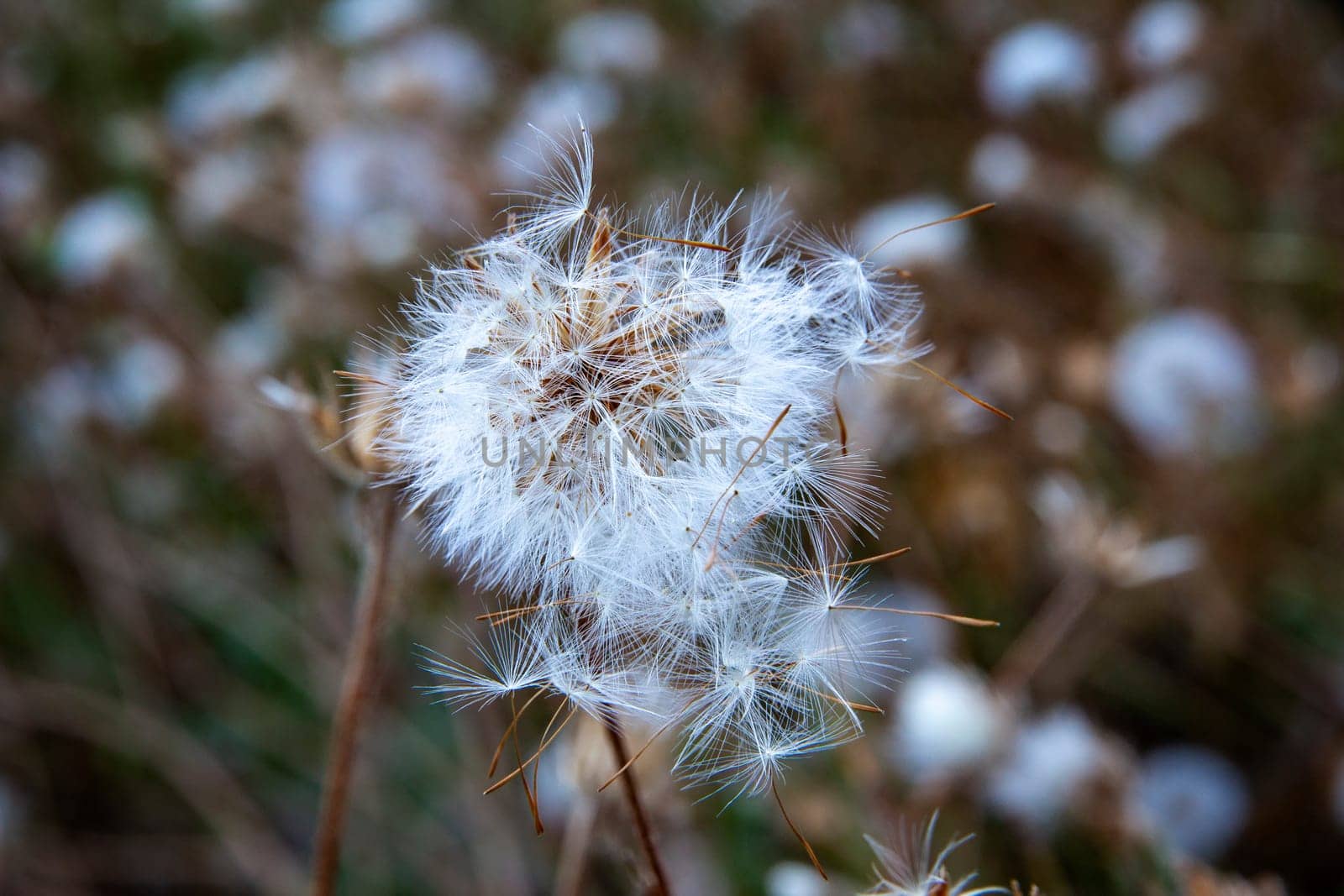 Dandelion head with many stamens stirred by the wind. by EdVal