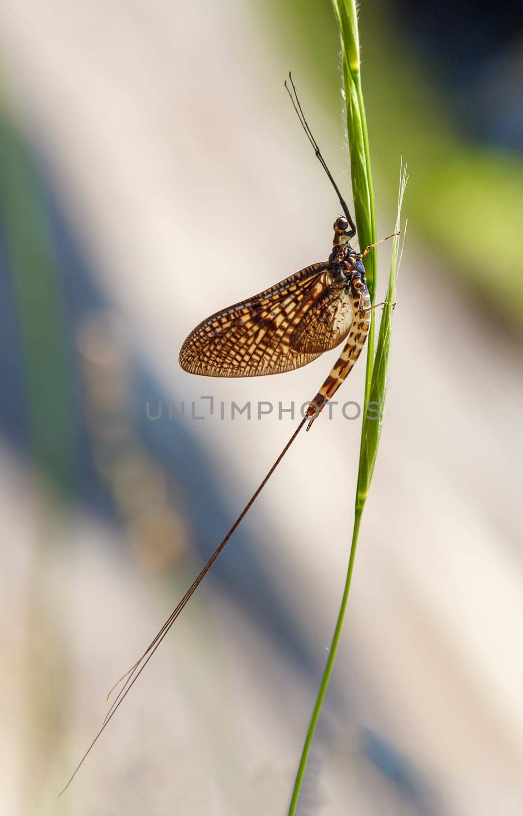 Mayfly, also known as shadflies or fishflies, sit on a leaf. Vertical view