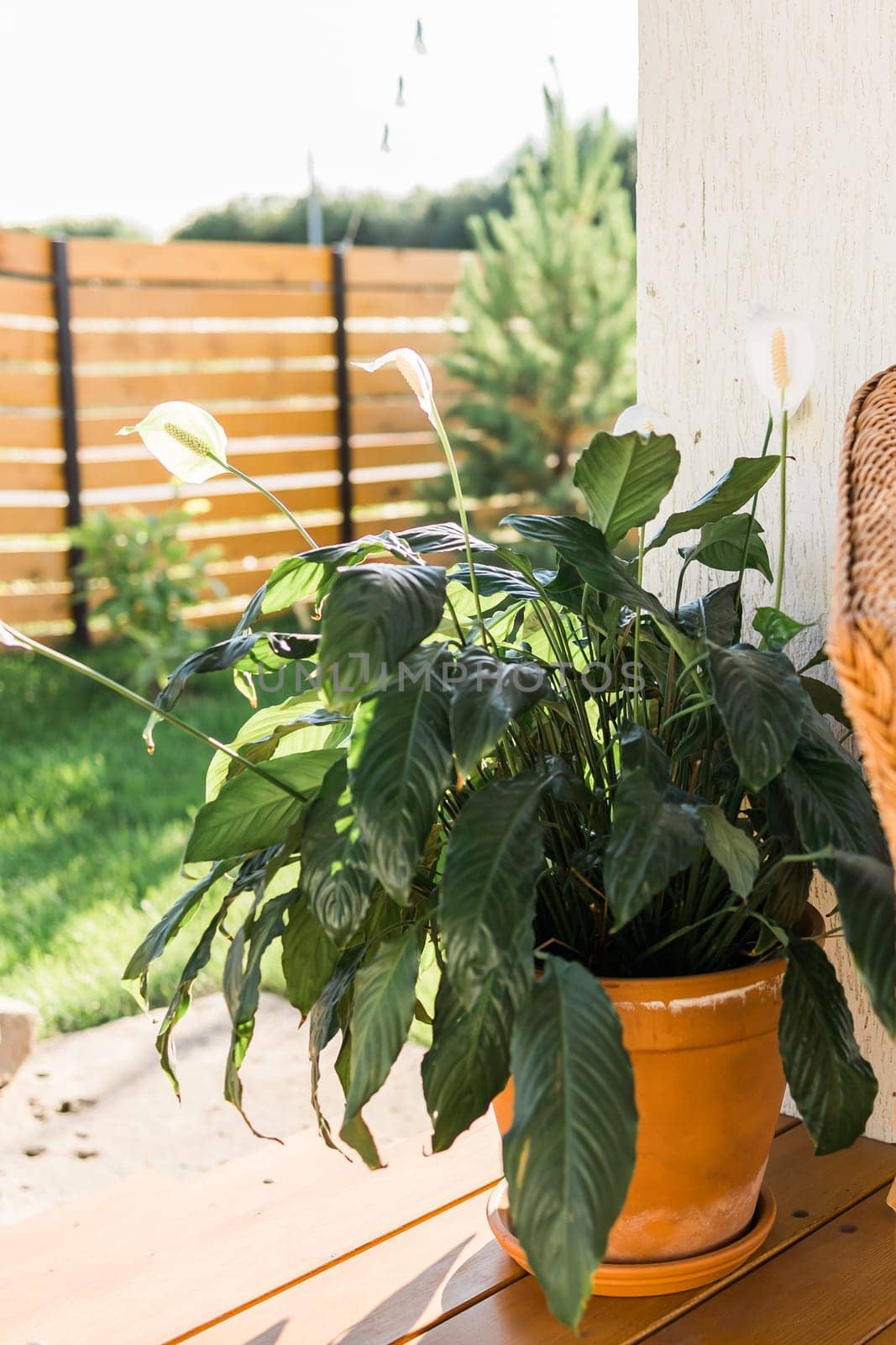 Green plant in a terracotta flower pot on summer terrace - village and gardening