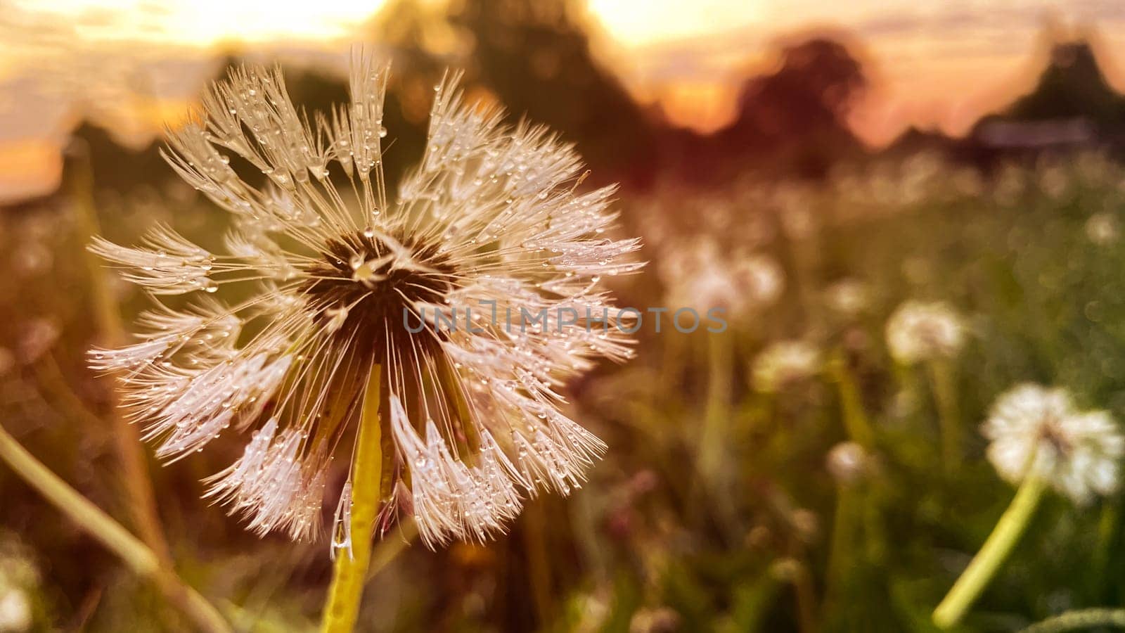 dandelions at dawn after the rain by KCreeper