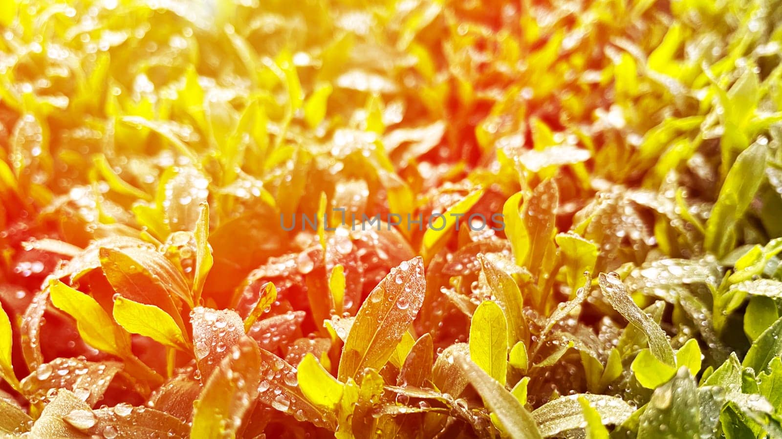 grass close-up at dawn with dew drops by KCreeper