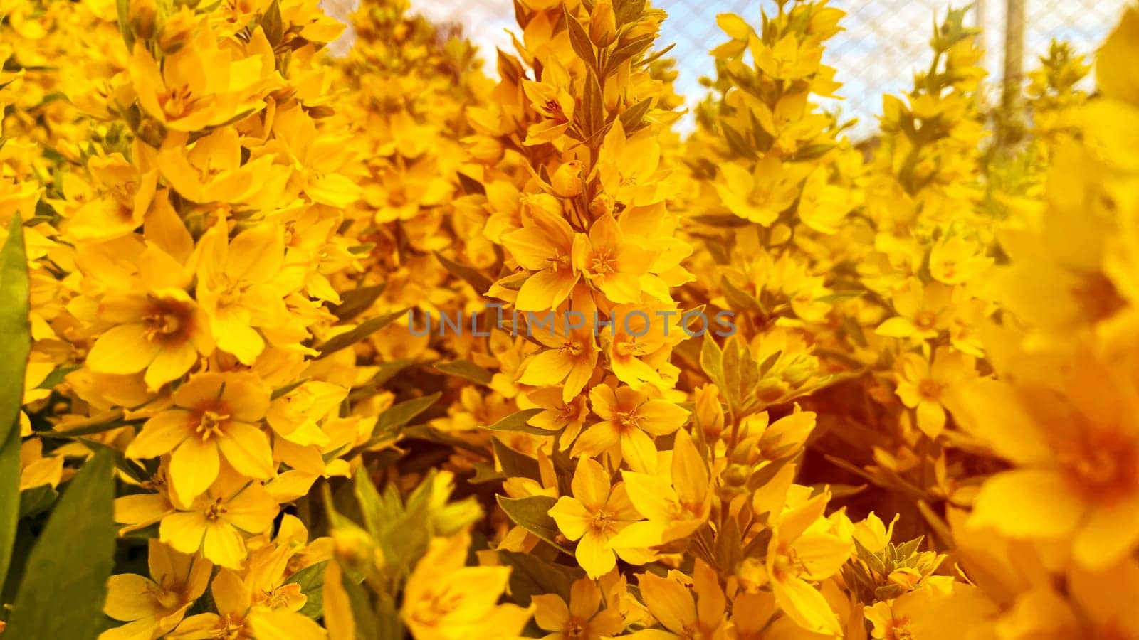 Wild yellow flowers in sunlight by KCreeper