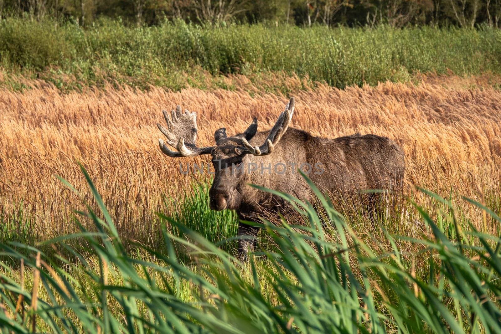 Lille Vildmose It is the only place in Denmark where a few elk live. They were reintroduced a few years ago and have been roaming the plains ever since.