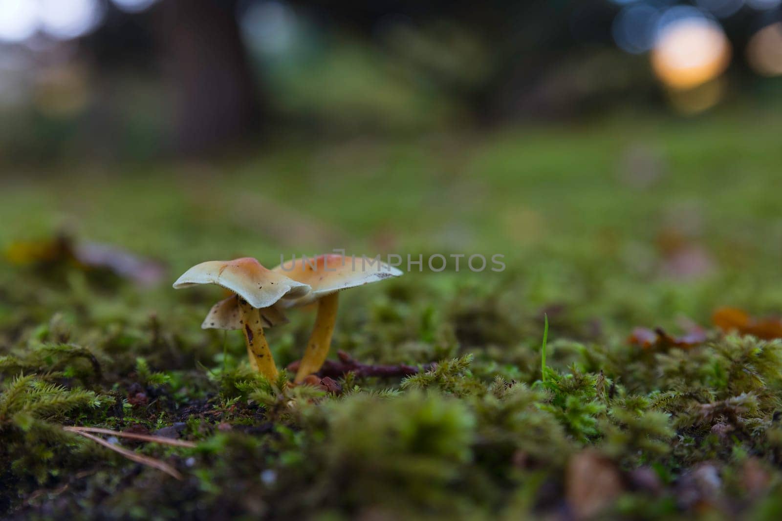 Two mushrooms Hypholoma fasciculare emerging from the forest floor, surrounded by fallen leaves and greenery. Captures the natural beauty and simplicity of woodland environments