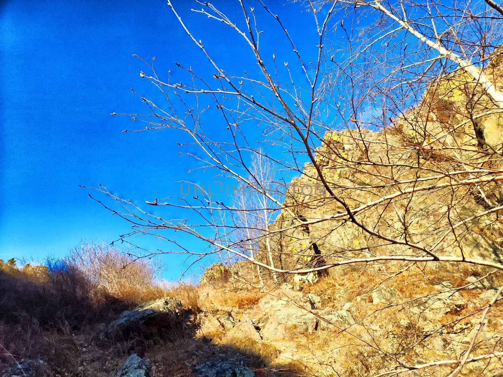 A view of bare branches reaching towards a bright blue sky above rocky ground in winter.